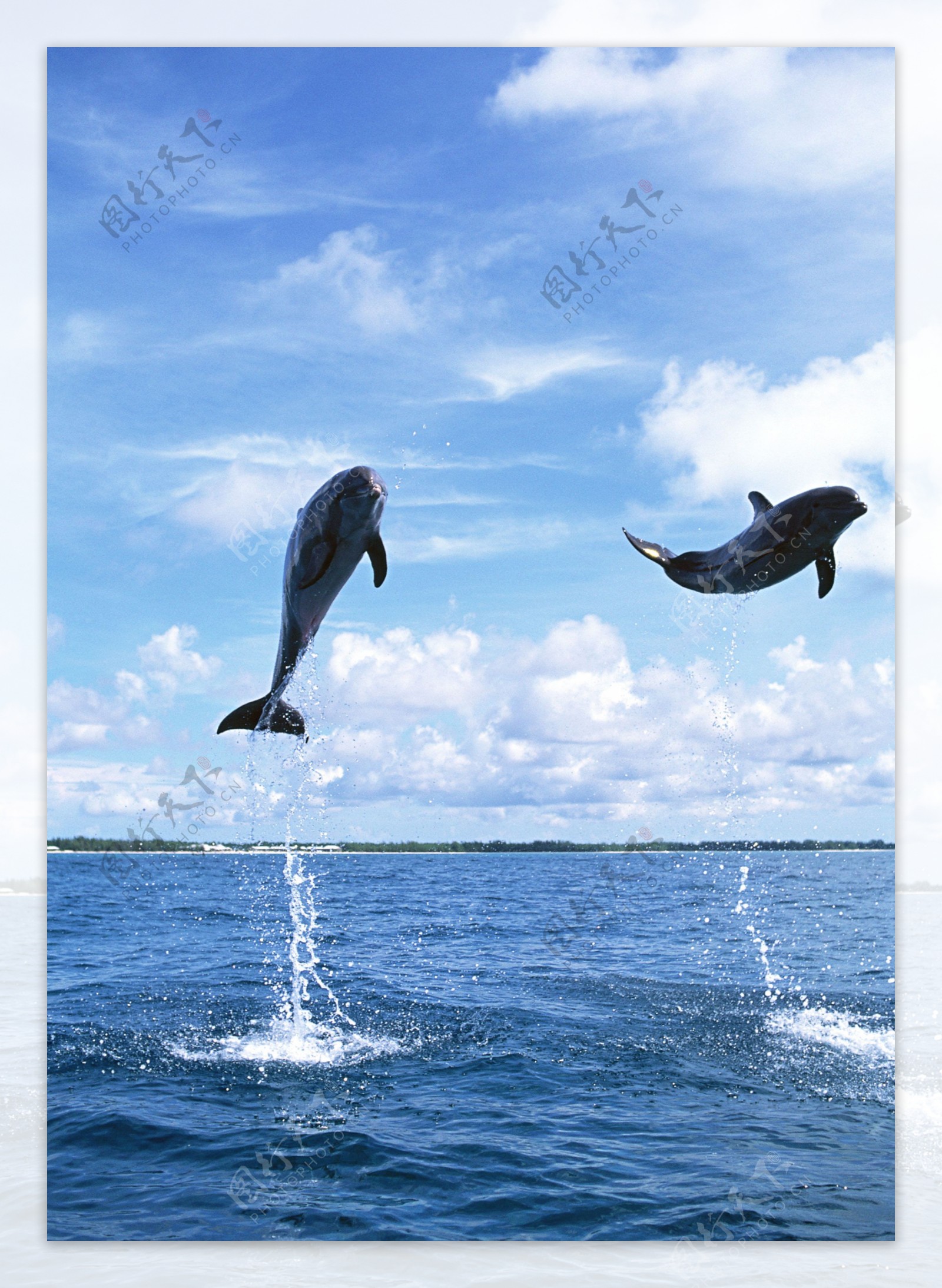 水中跃起的海豚图片