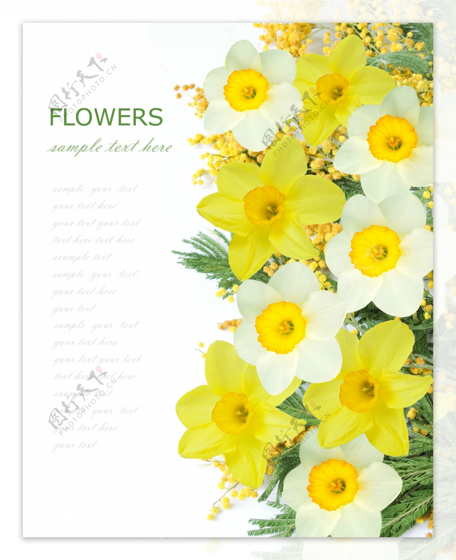 黄色白色花朵背景图片