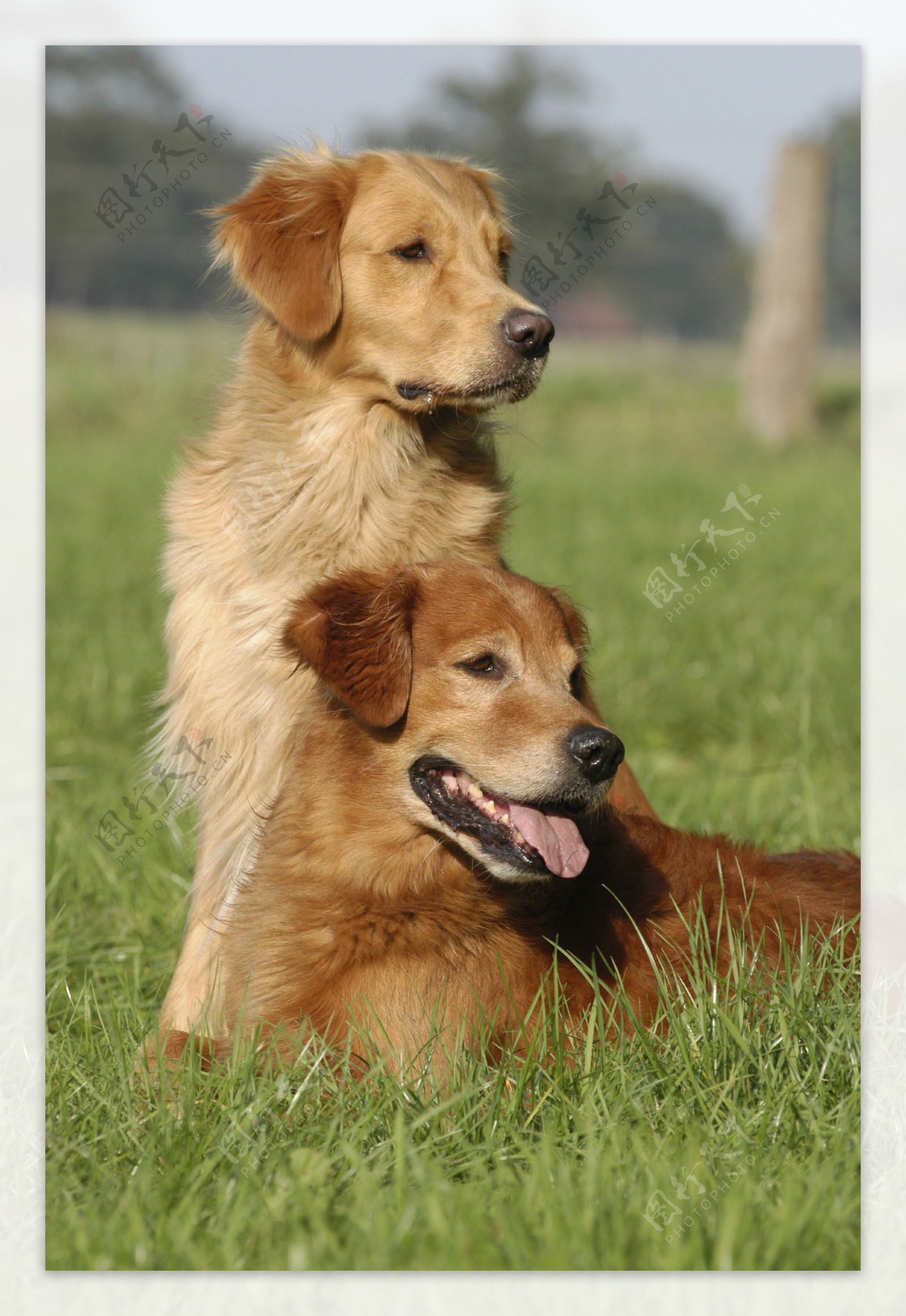 草坪上的狗狗图片