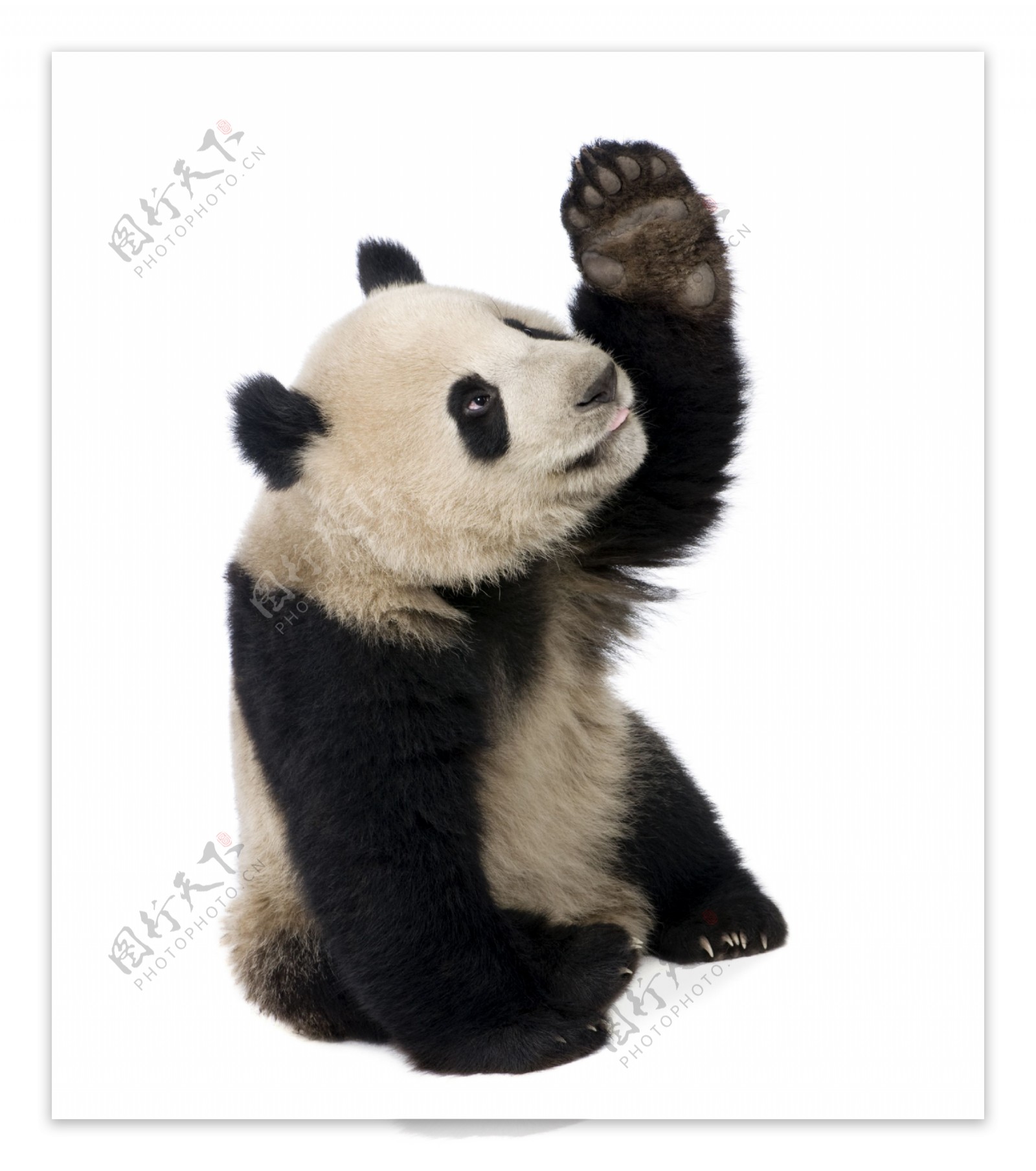 熊猫摄影图片