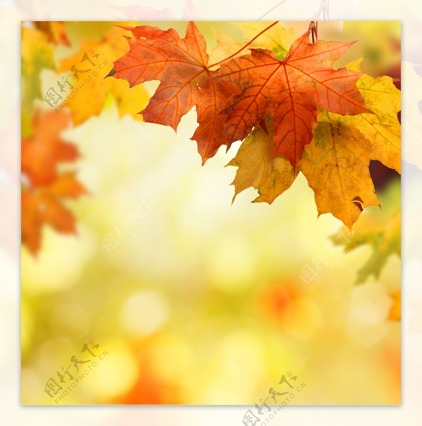 秋季枫叶摄影图片