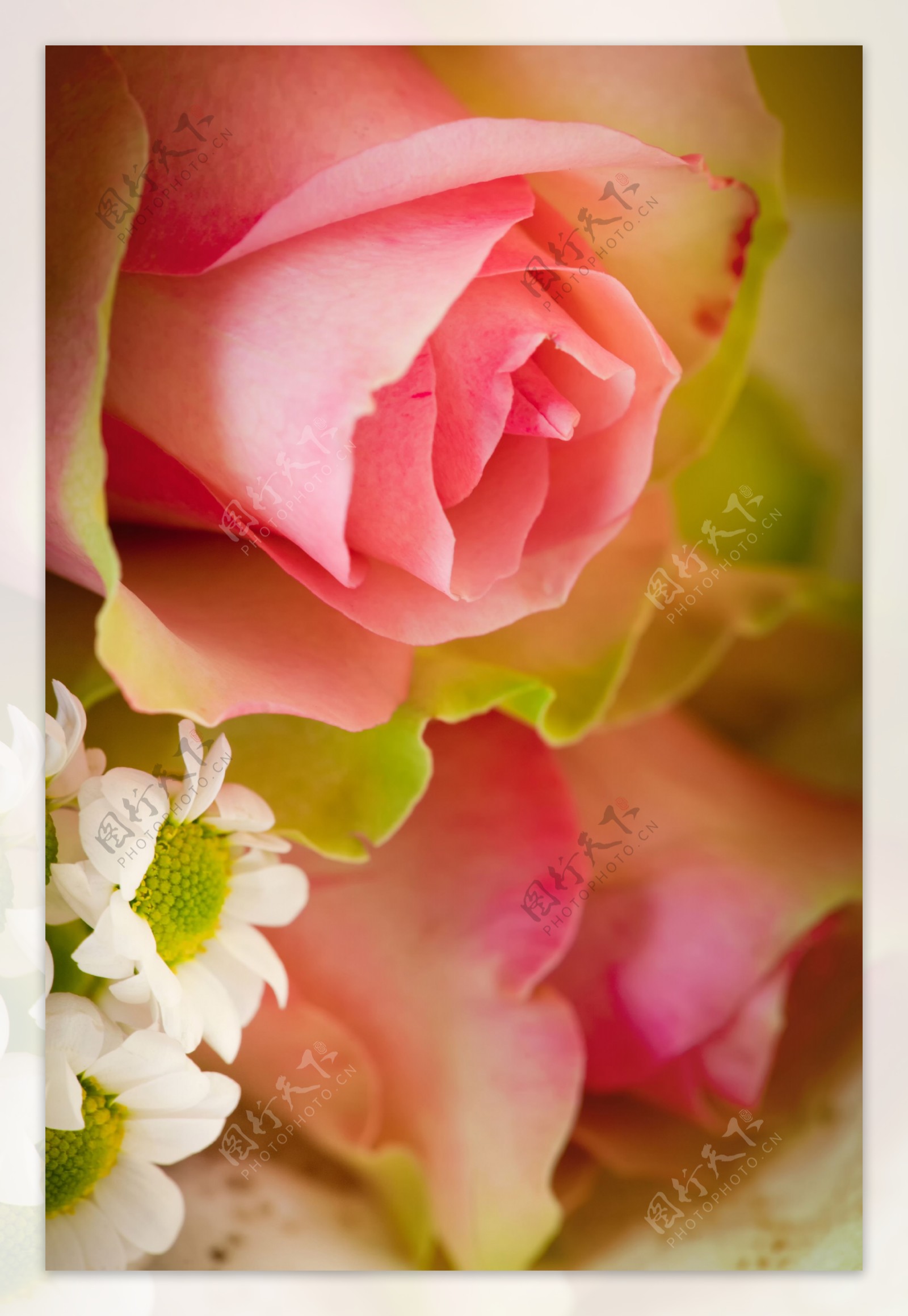 玫瑰花束图片