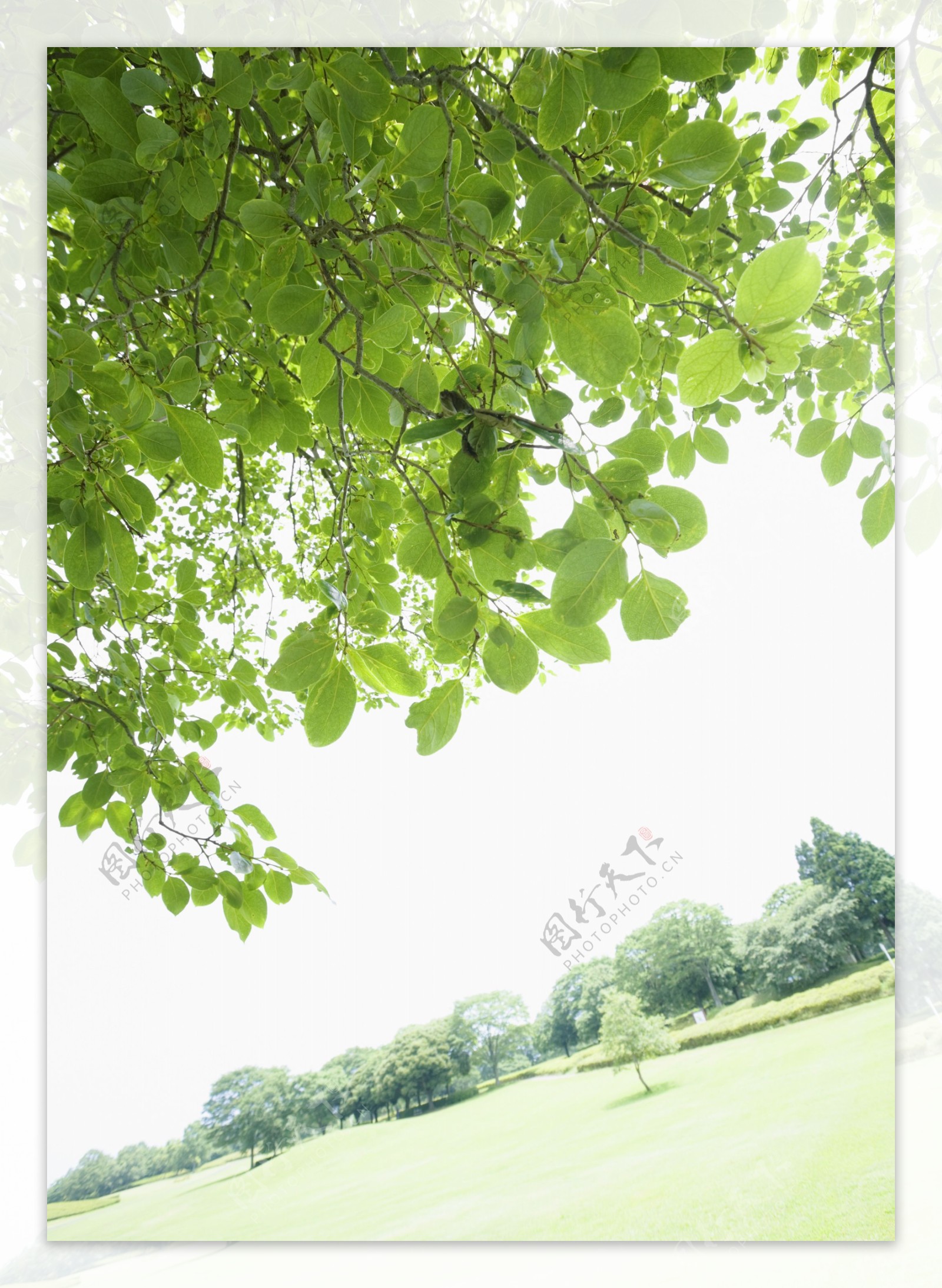 绿色树叶素材图片