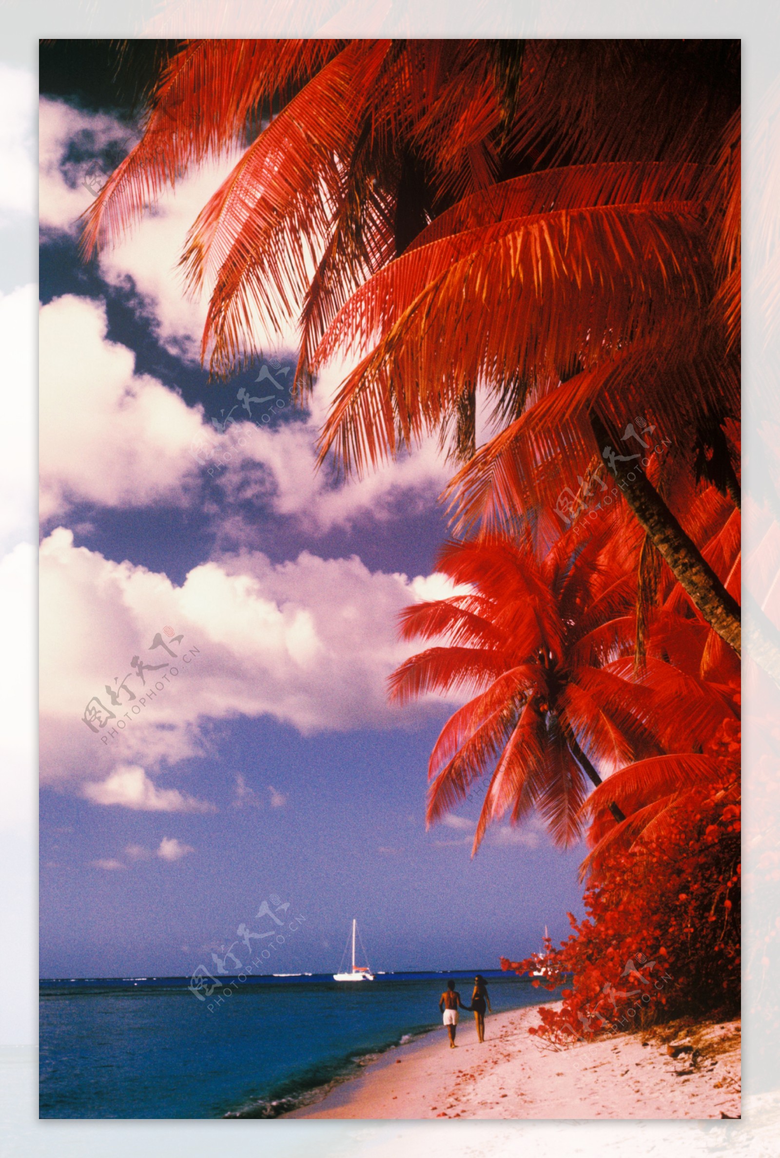 海边红色椰子树图片