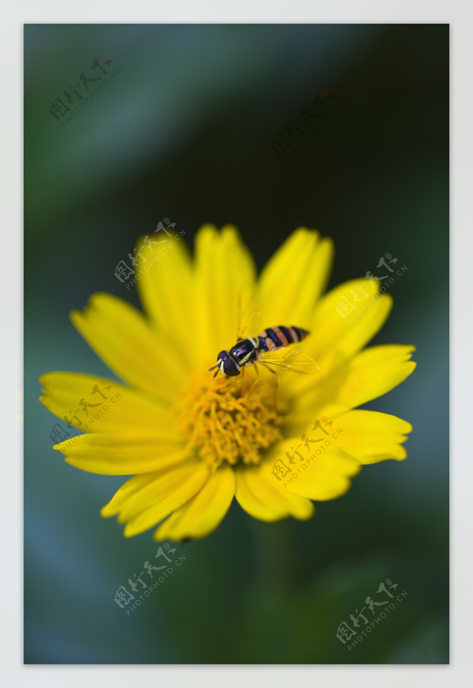 黄色雏菊花上的蜜蜂图片