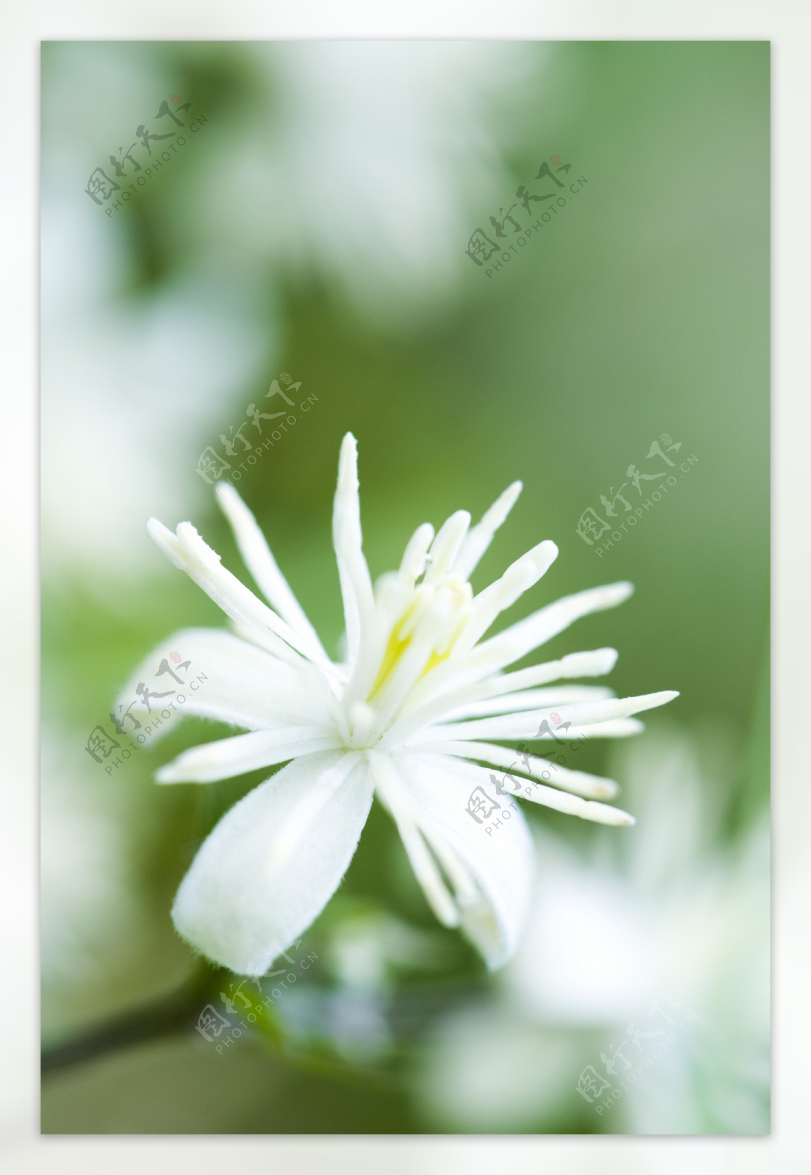 白色鲜花摄影图片
