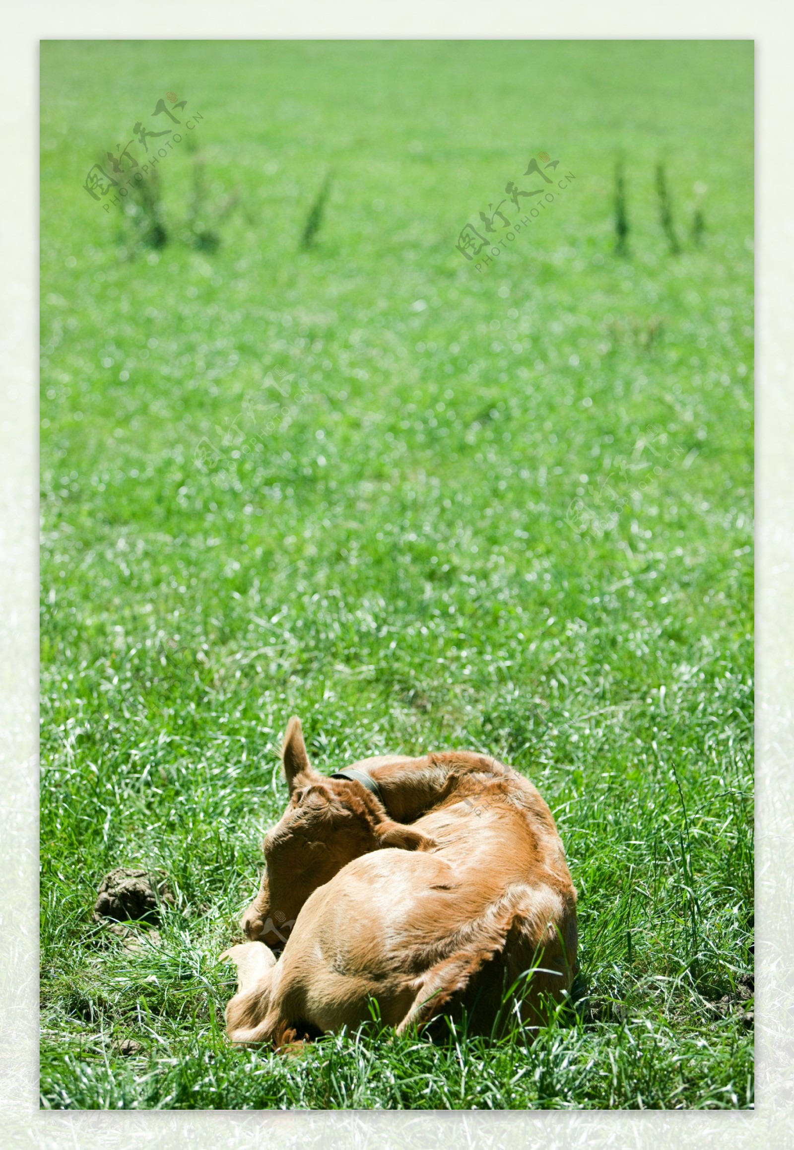 草地上睡觉的牛图片