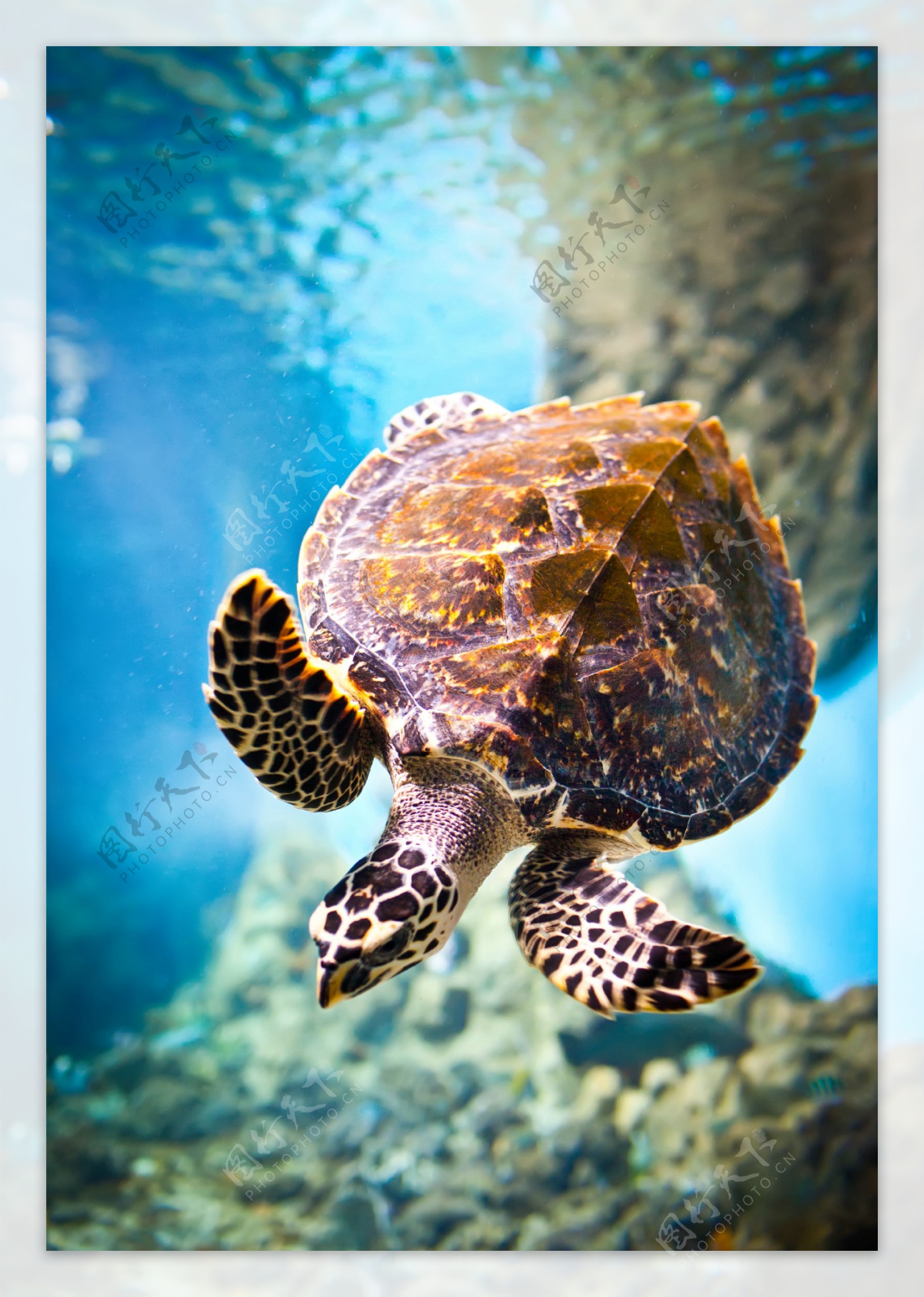 游在水中的海龟图片
