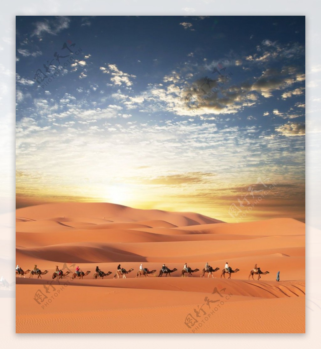 沙漠骆驼队伍图片
