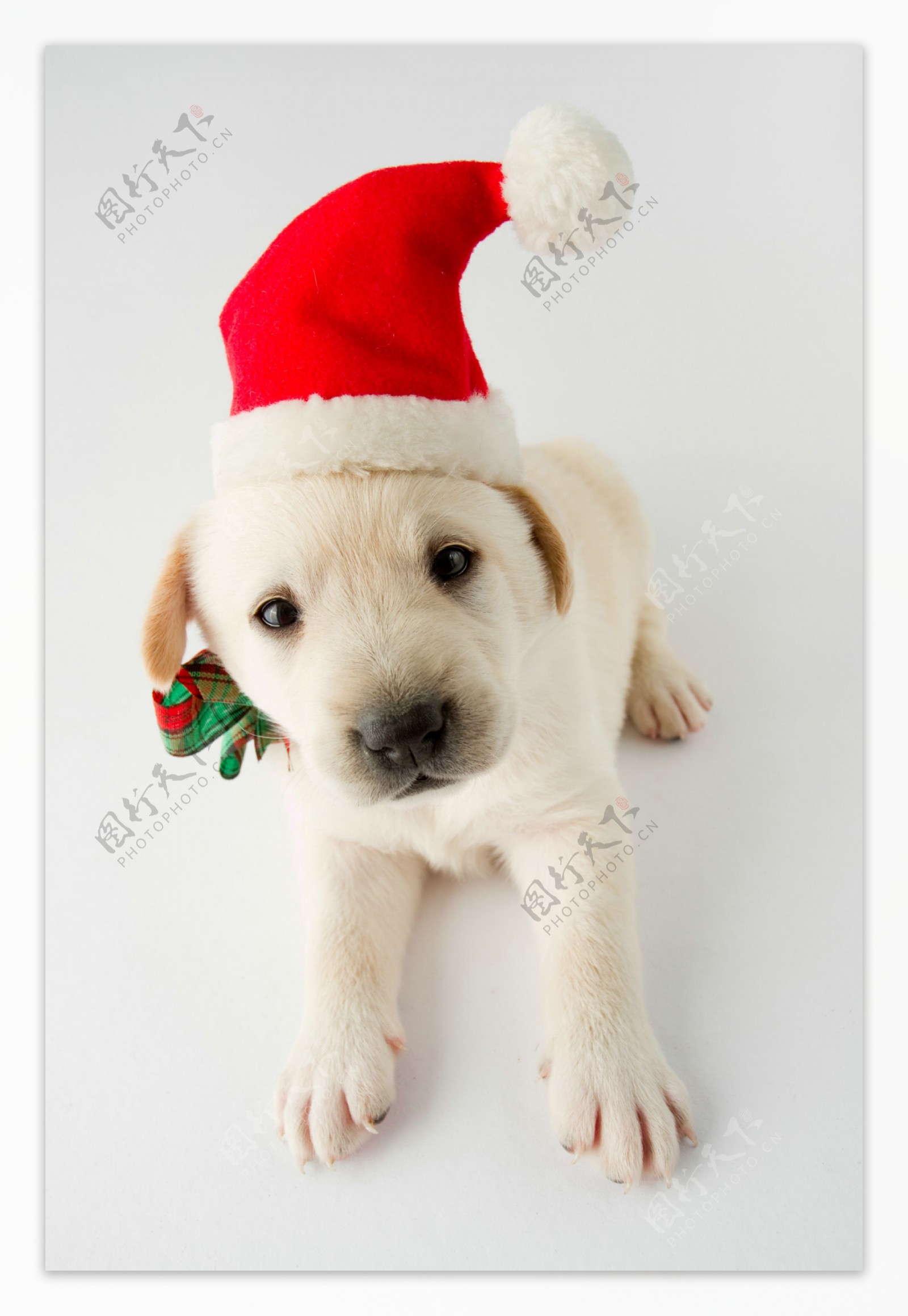 过圣诞节的小狗图片