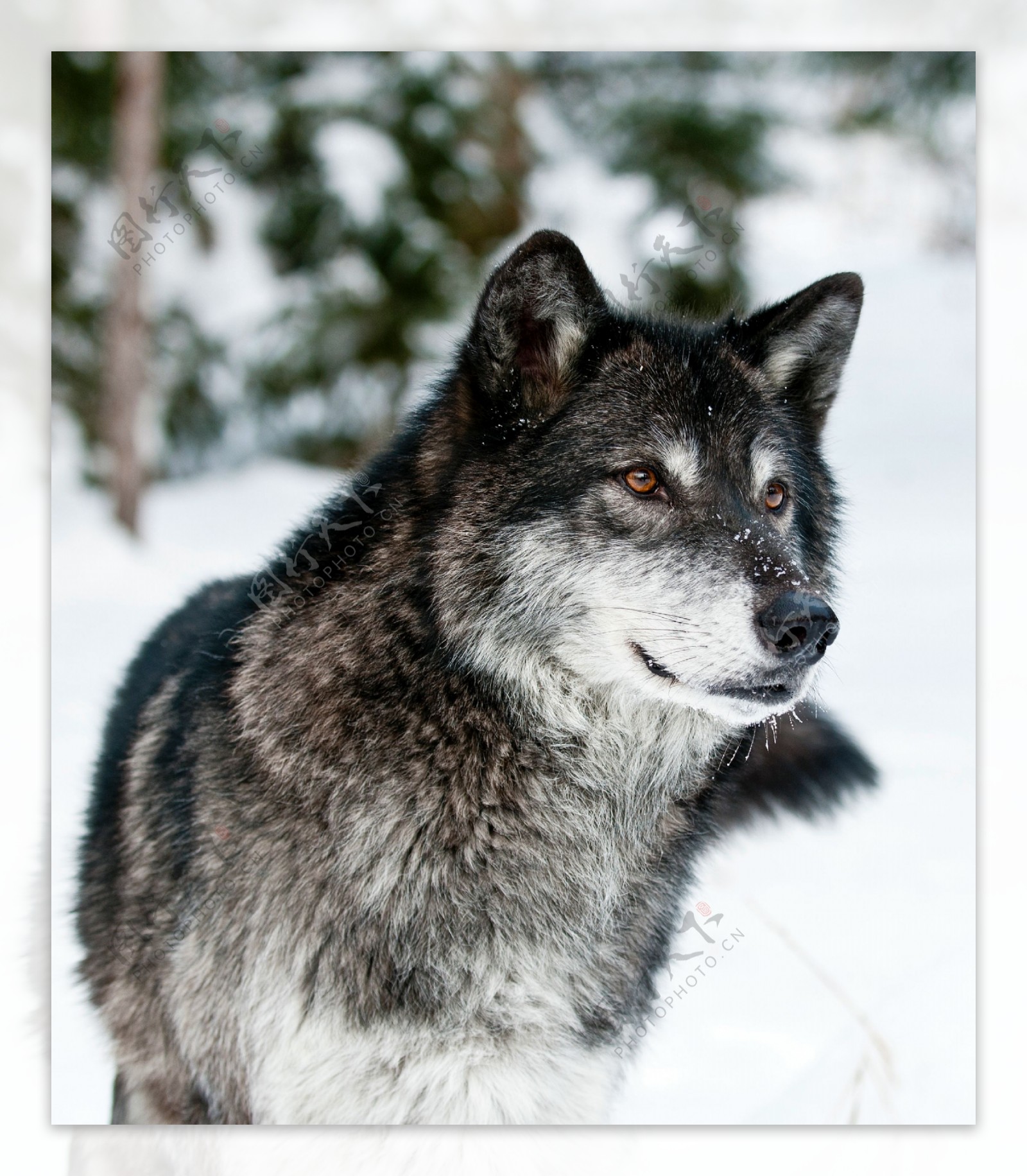 雪地里的狼图片
