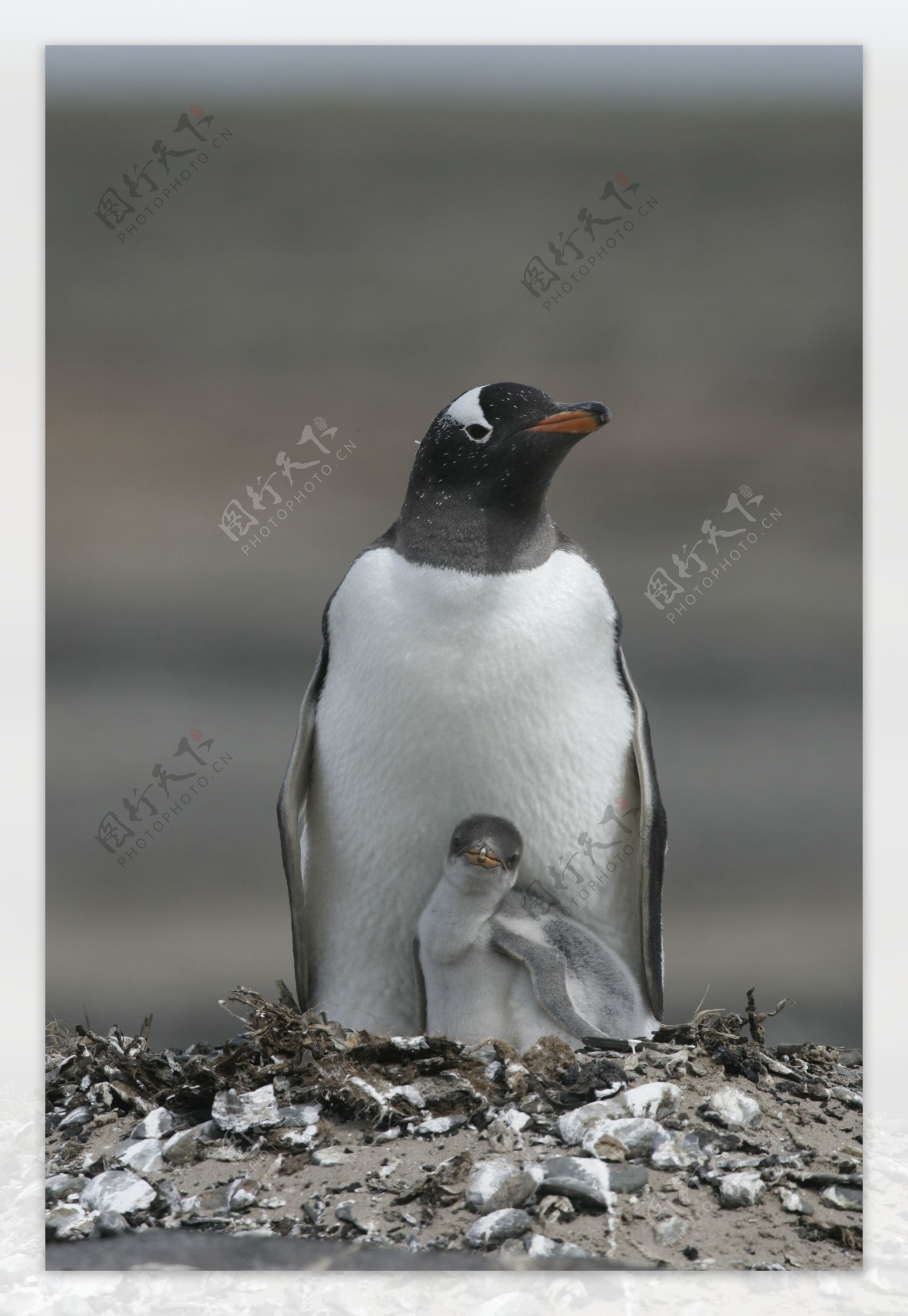 企鹅妈妈与孩子图片