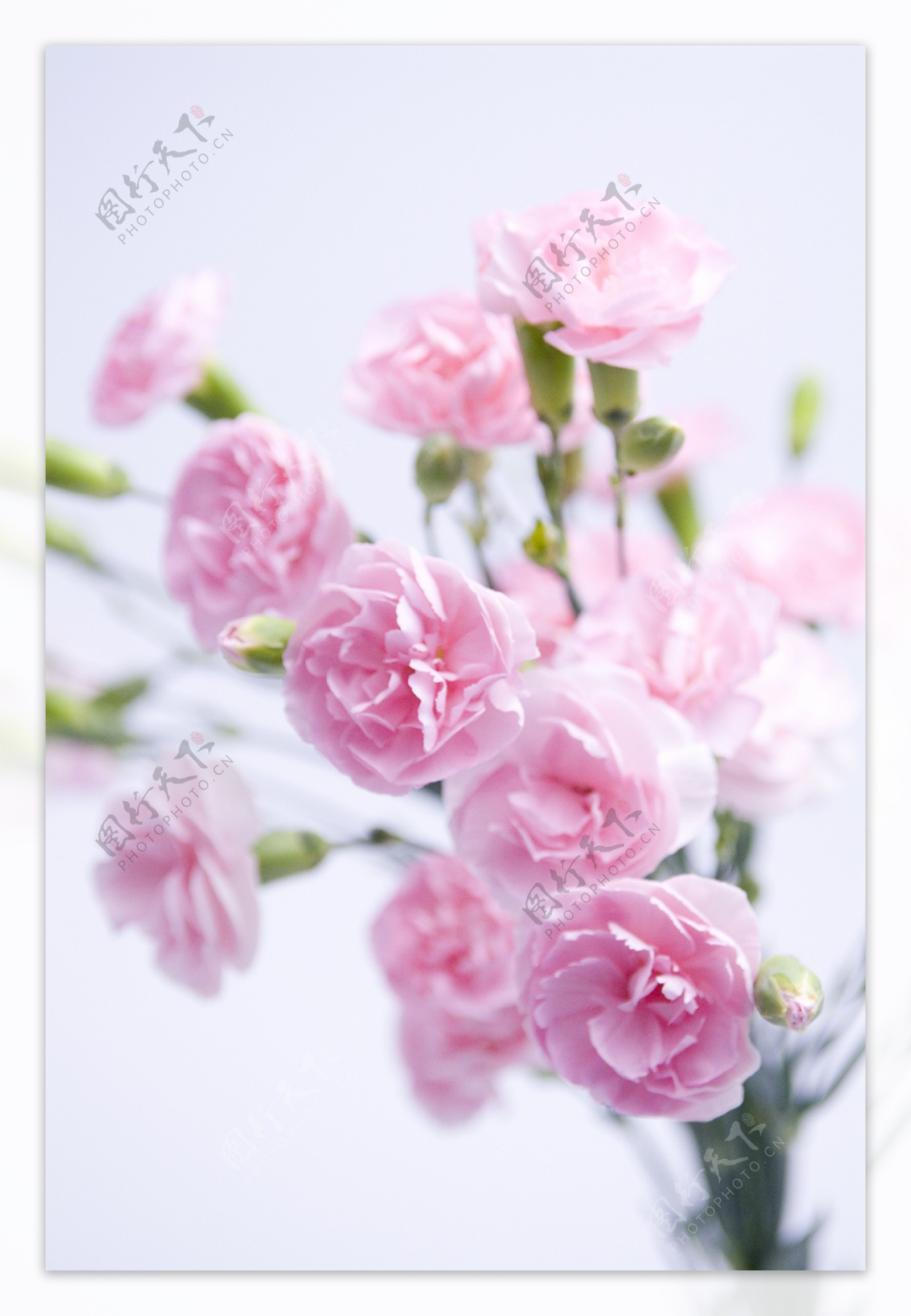 粉色康乃馨图片