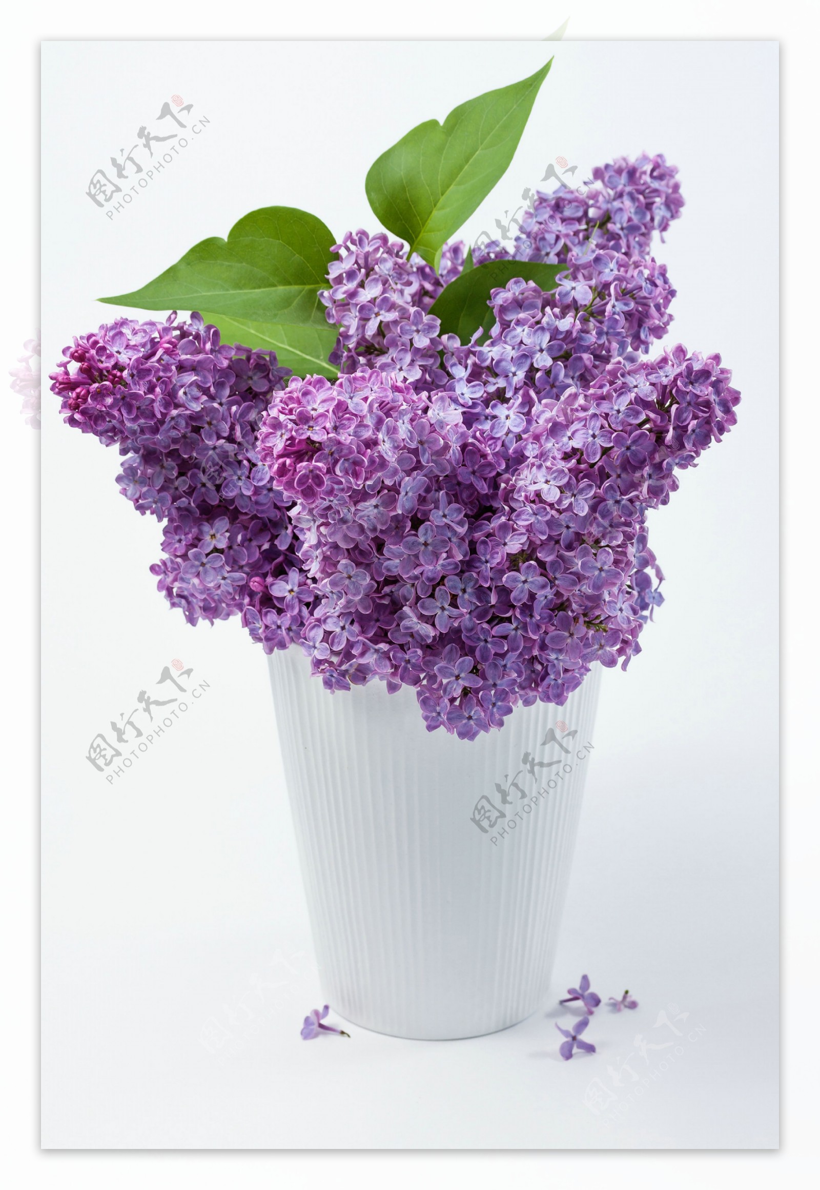 紫色丁香花盆栽图片