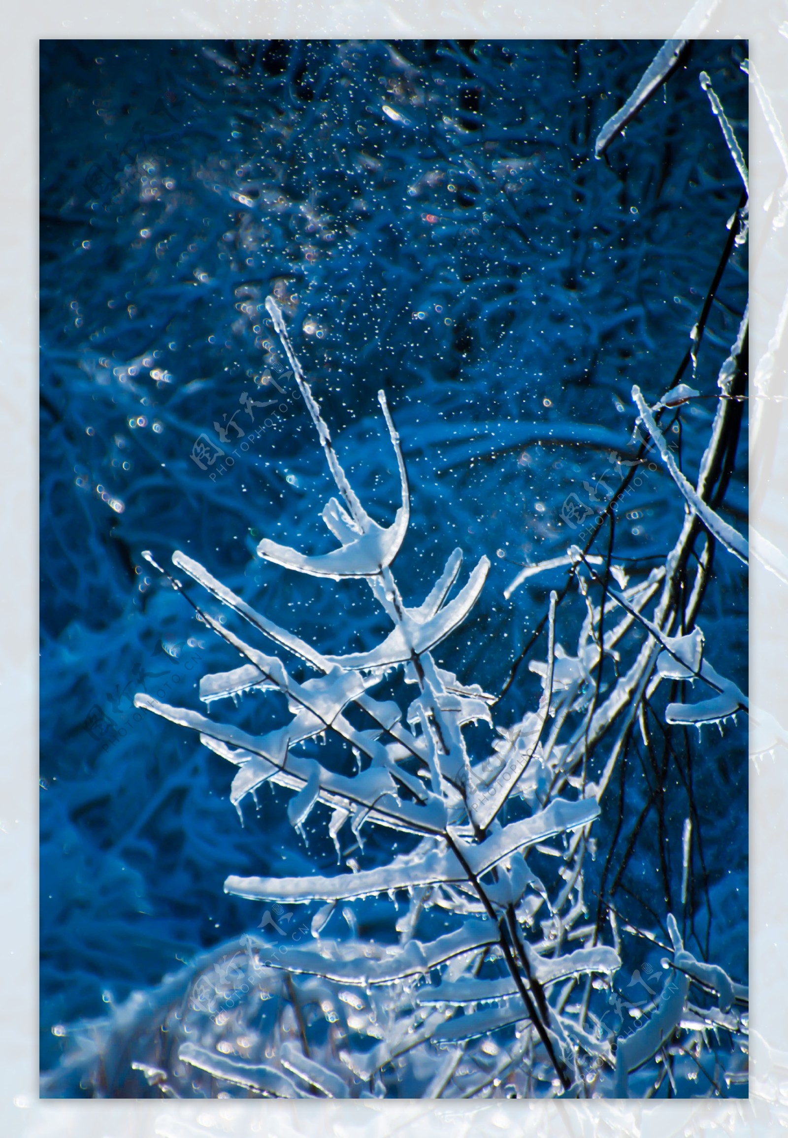 挂着冰雪的树枝图片