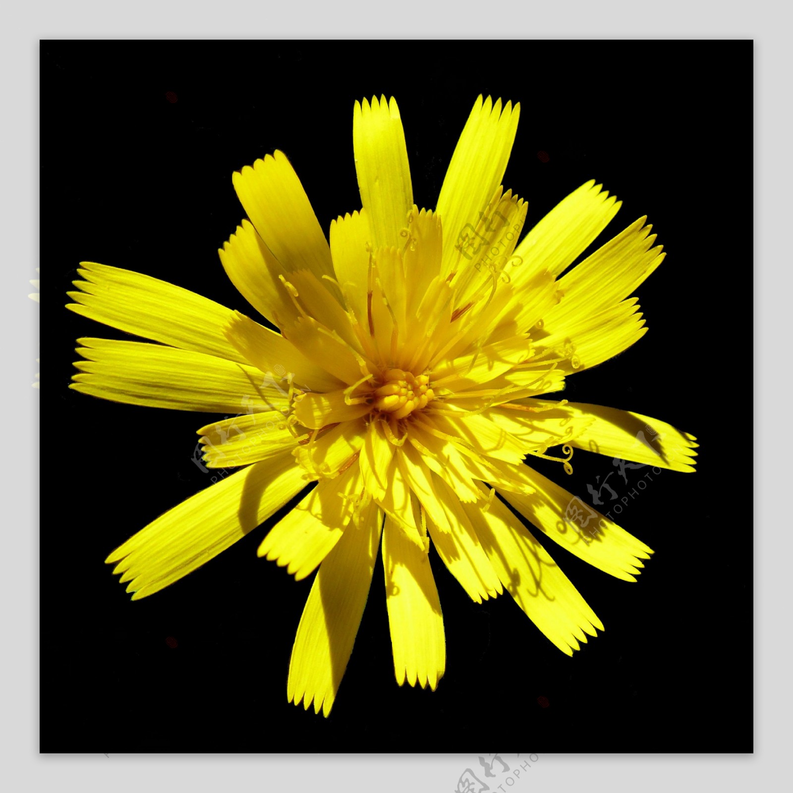 黄色花瓣