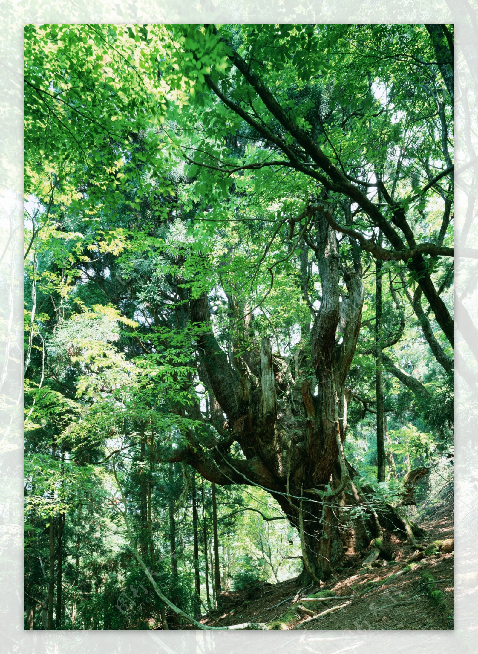 树林图片森林树木图片174