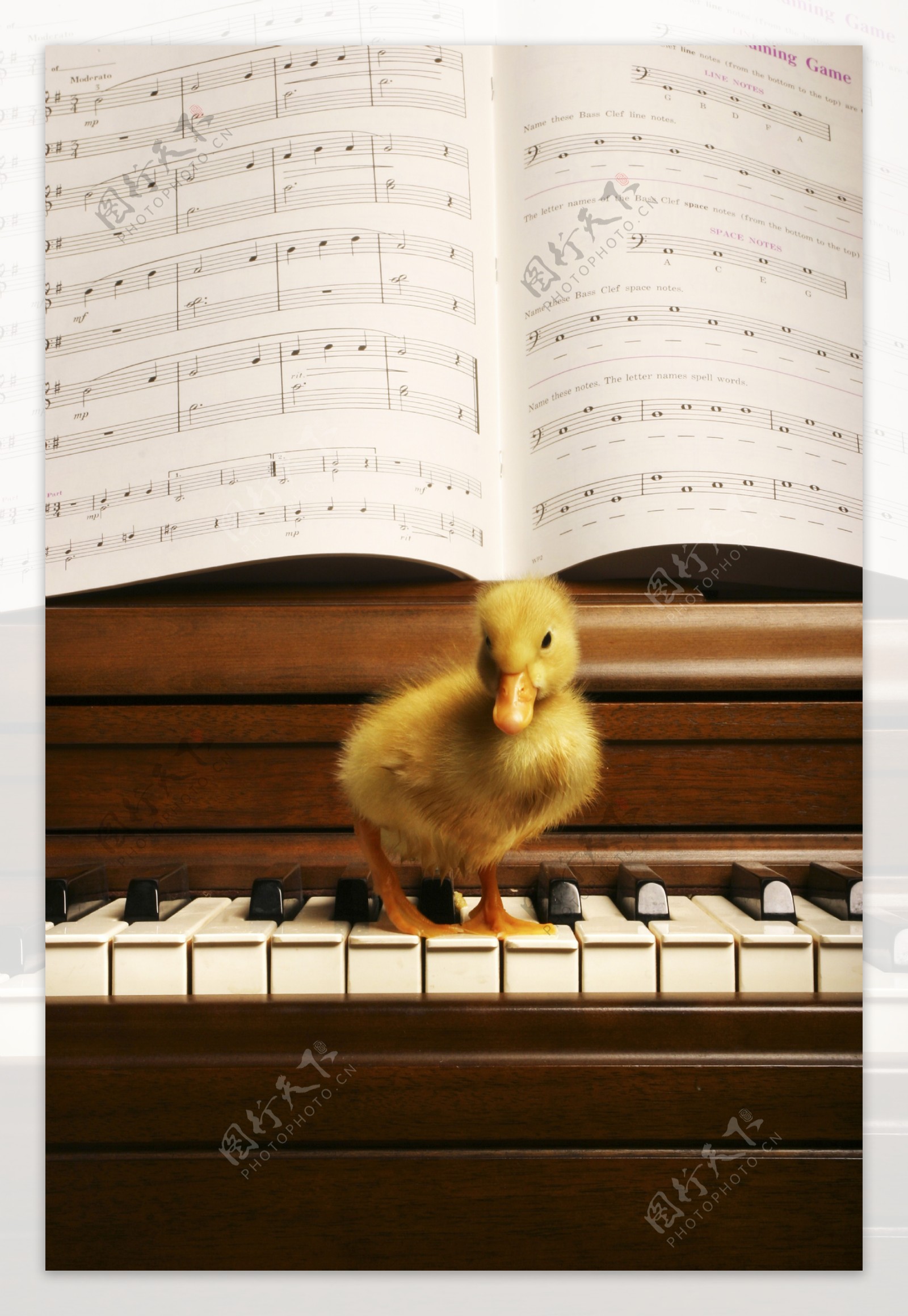 站在钢琴上的小鸭子