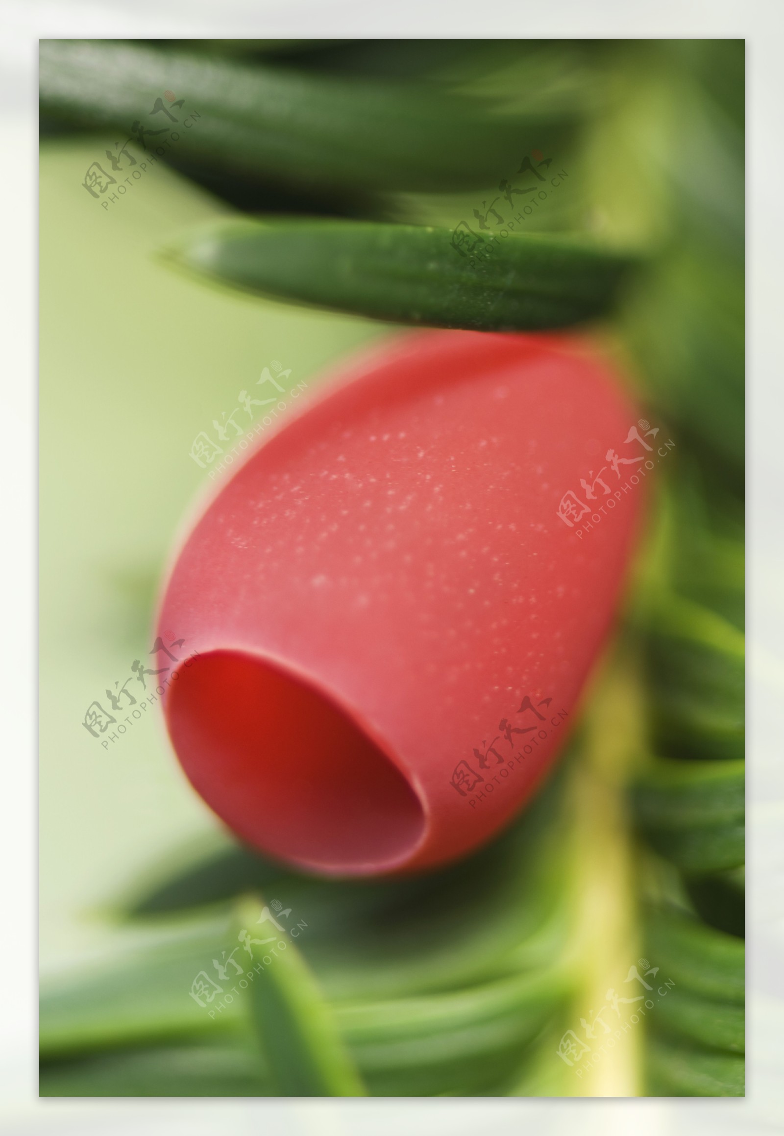 红色花卉植物