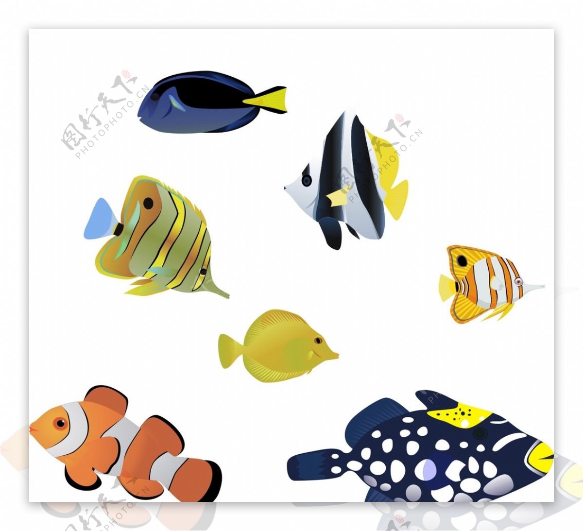 小鱼种类大全高清图片素材-编号28267573-图行天下