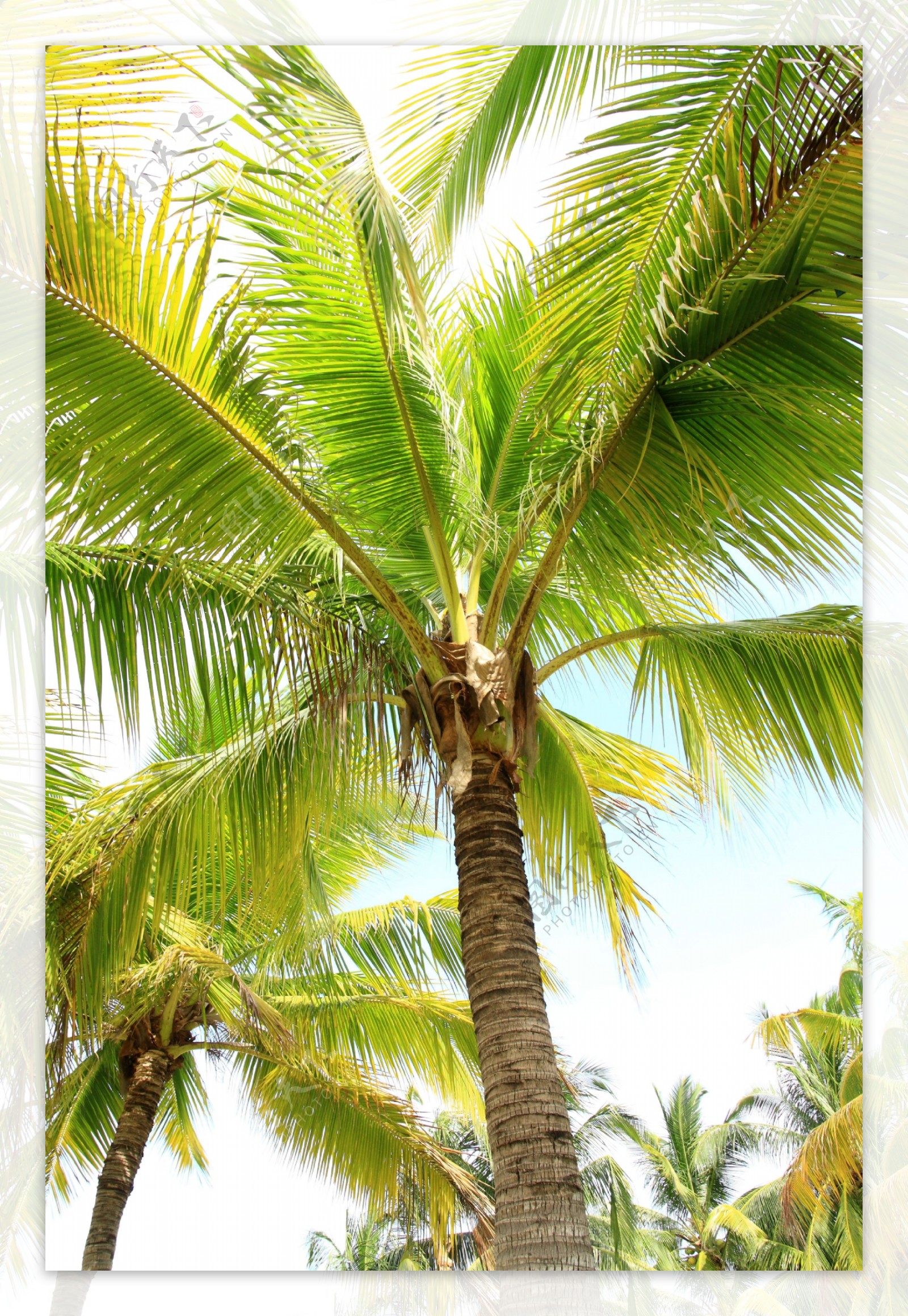 椰树摄影高清图片