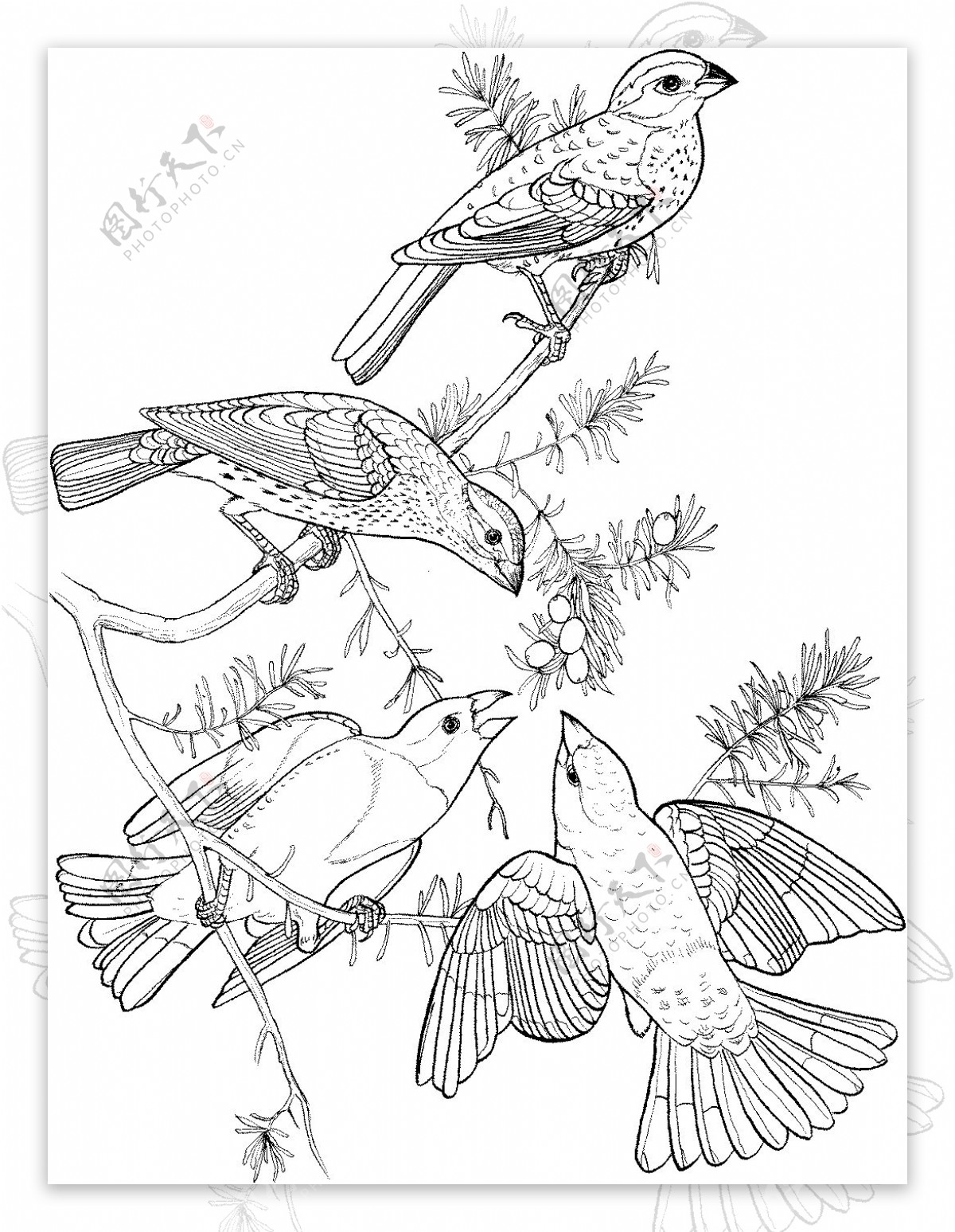 鸟类素描动物素描图片素材-编号26394283-图行天下