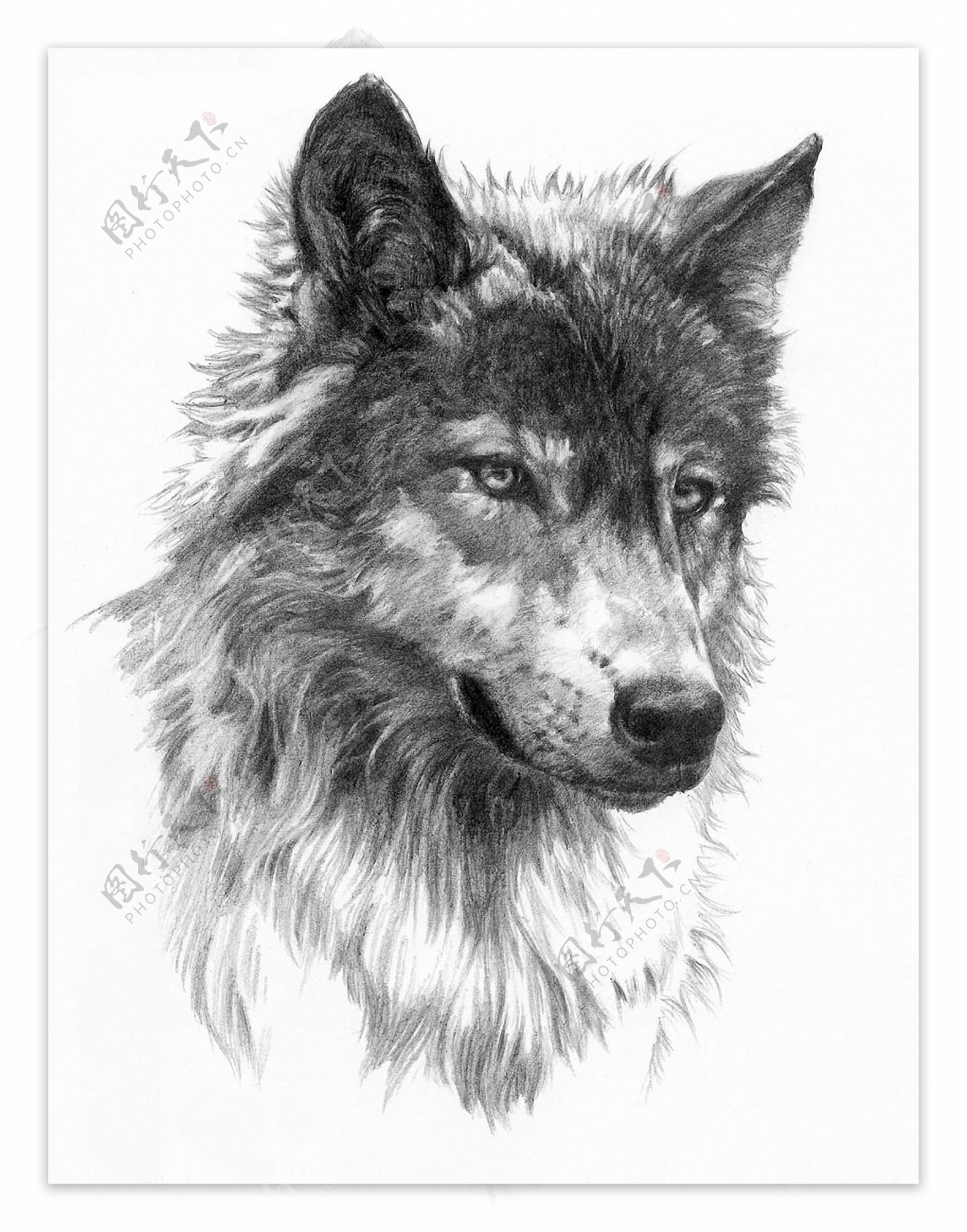 狼动物插图19