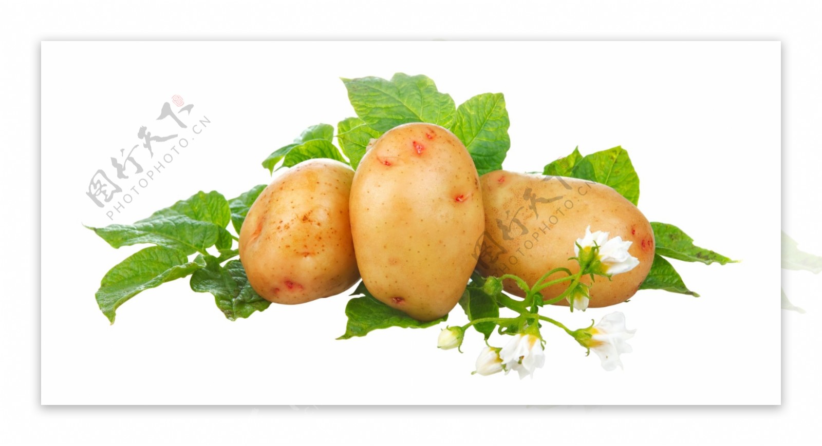 土豆PSD设计素材元素