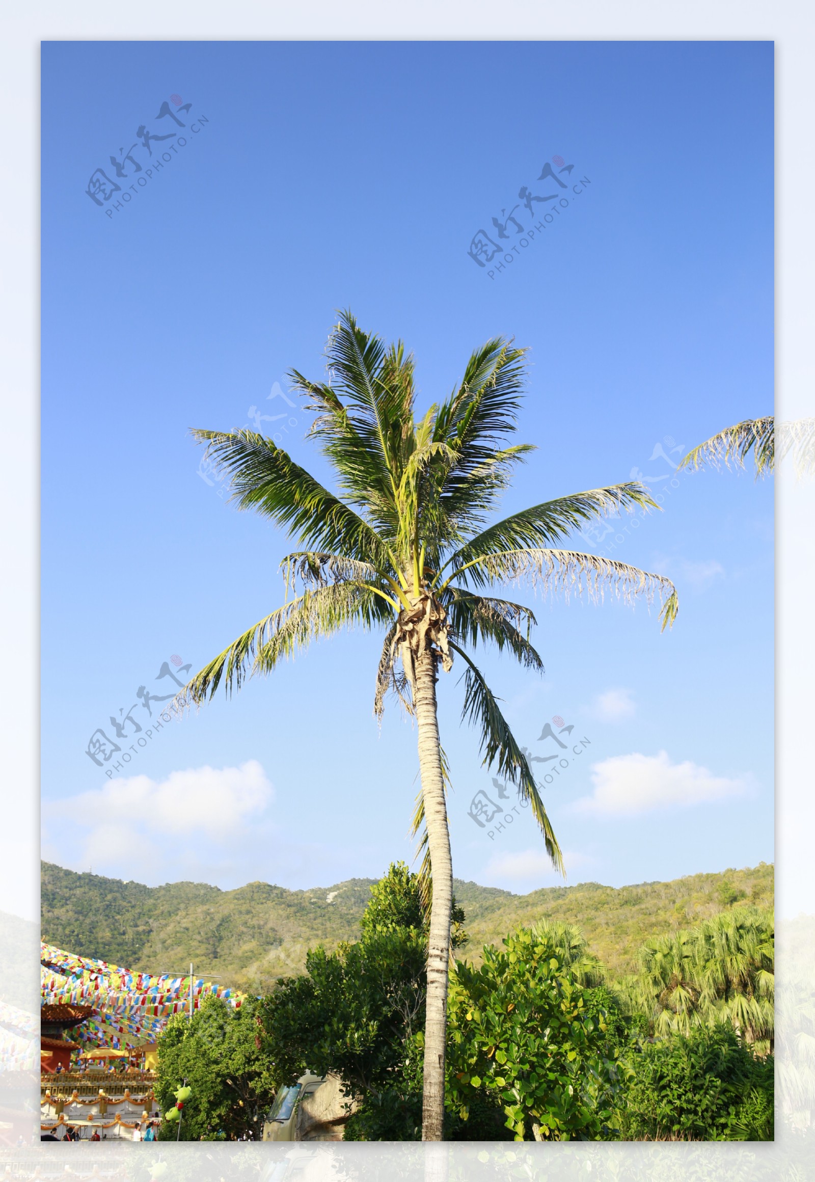 海南椰子树图片