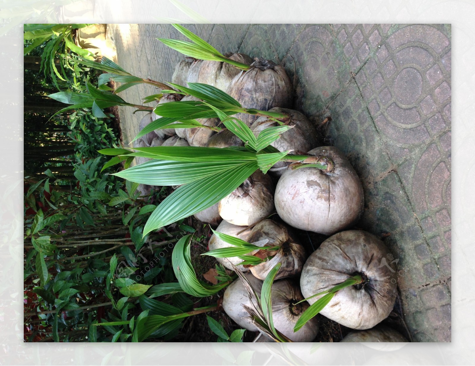 椰子树苗图片