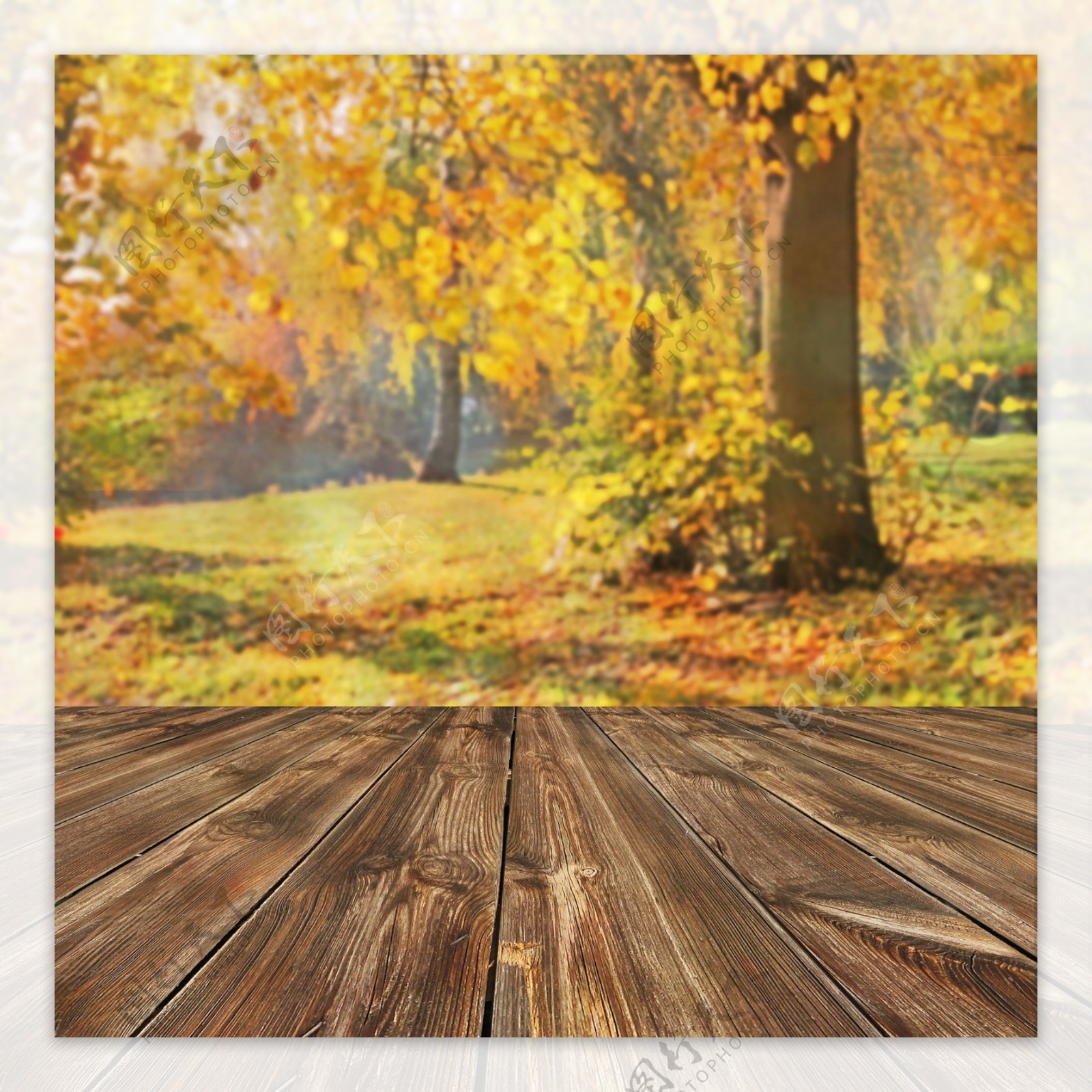 秋天枫树林地板背景图片