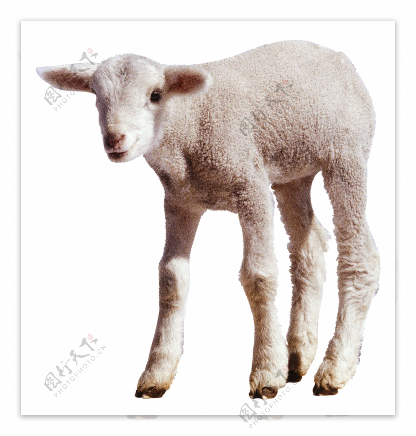 小羊羔图片素材-编号28839719-图行天下