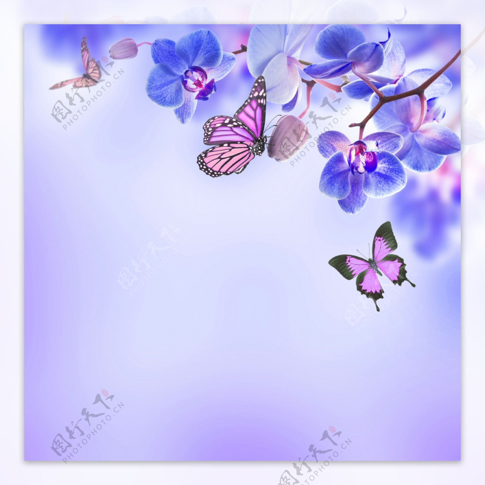 蝴蝶与花朵图片