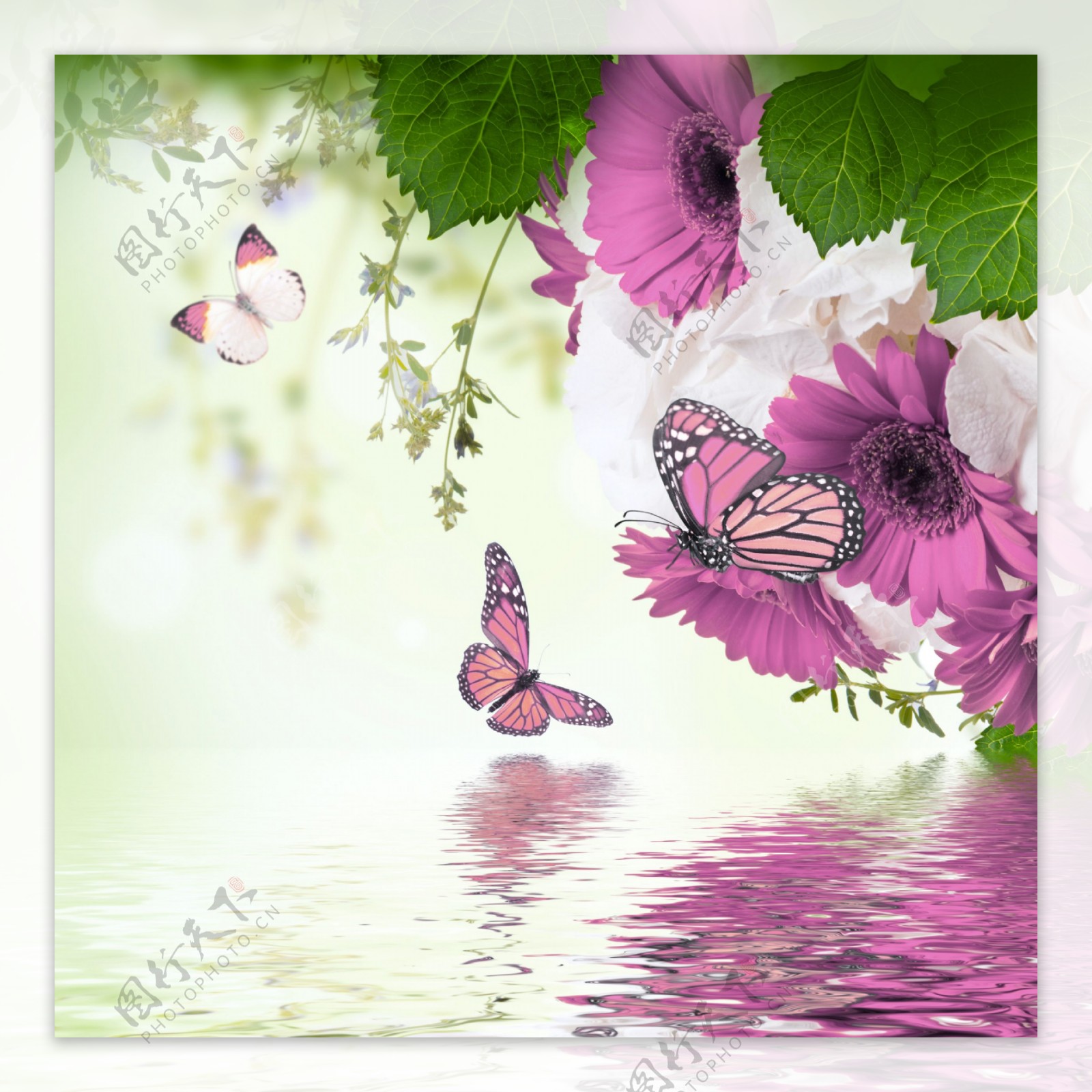 蝴蝶和花朵图片