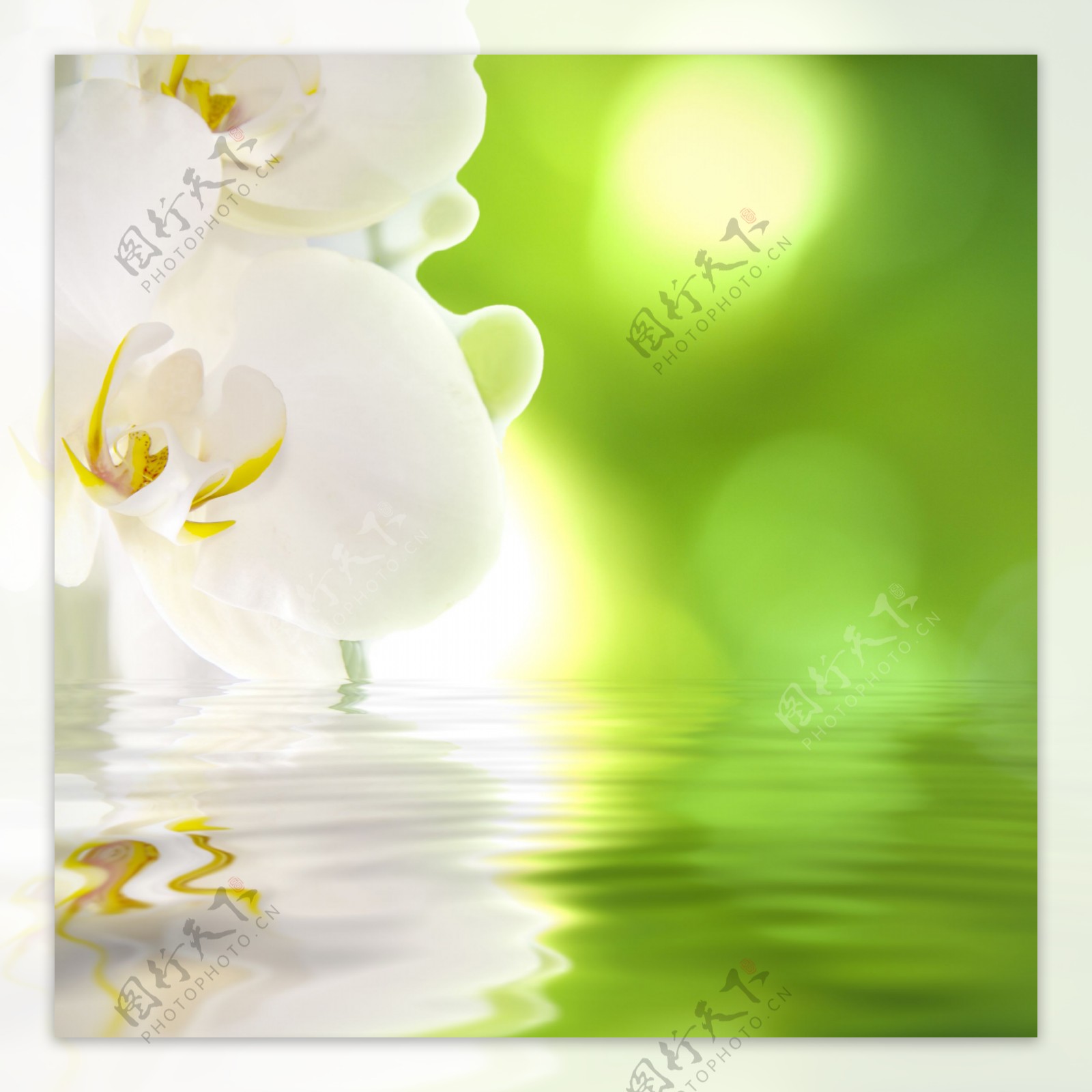 水面上的白色花朵图片