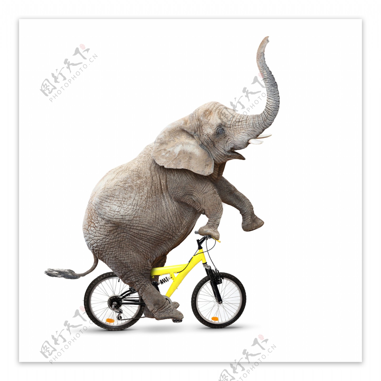 骑自行车的大象图片