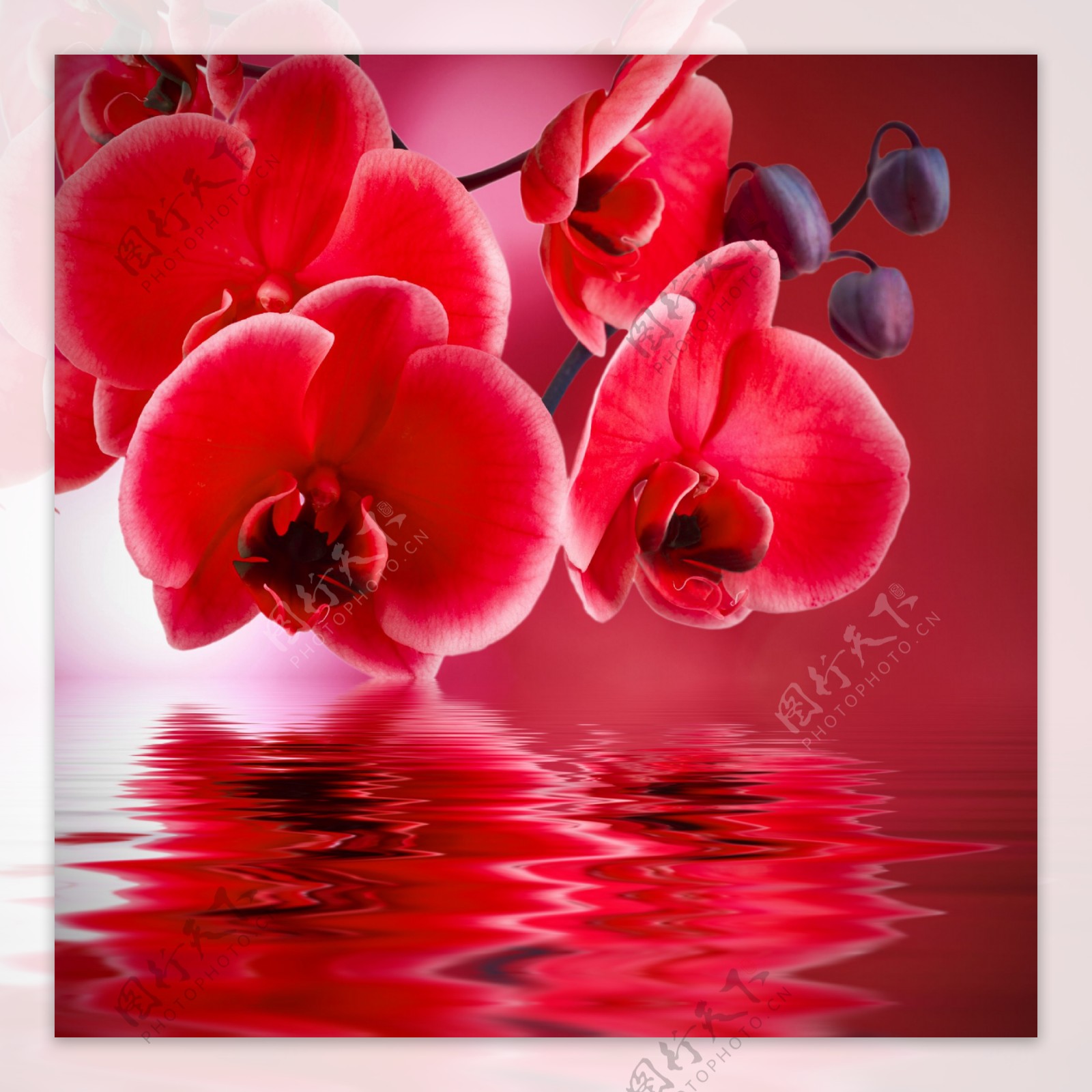 红色花朵与水面图片