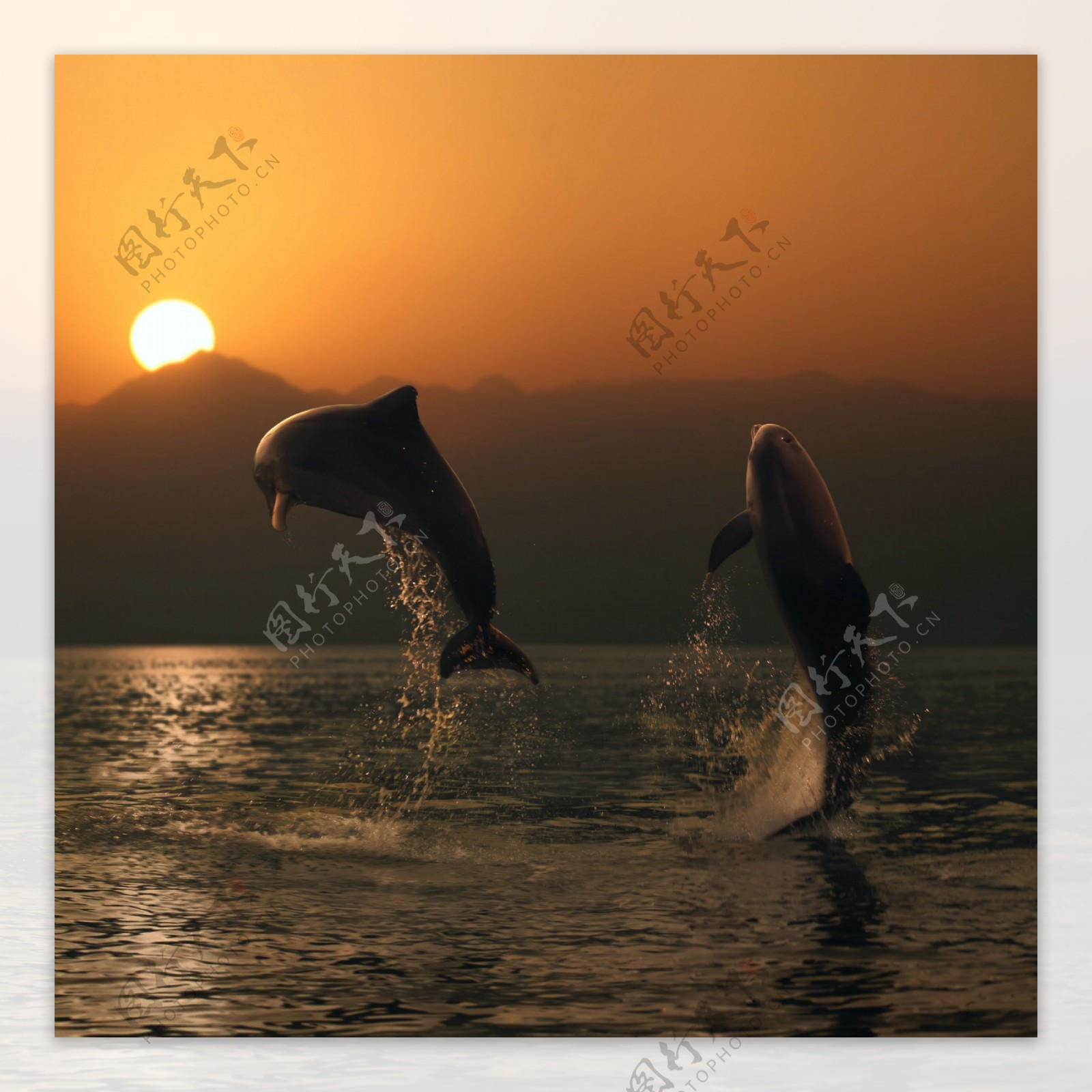 海洋里跳出的两只海豚图片