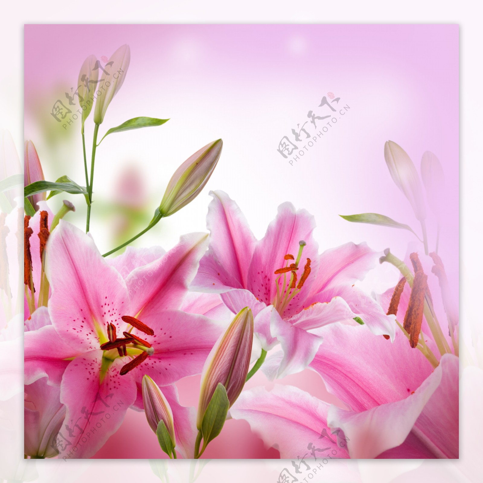 美丽的粉色百合花图片