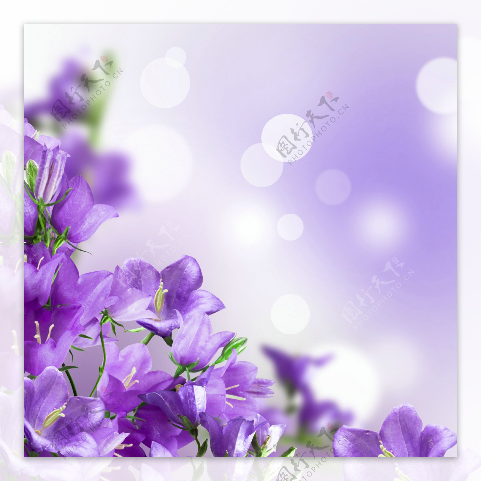 紫色风铃草图片素材