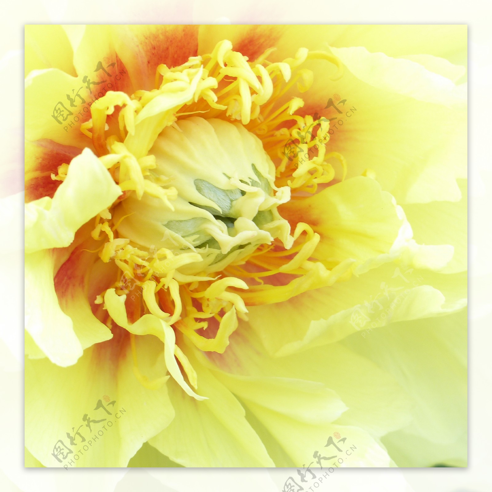 黄色牡丹花图片