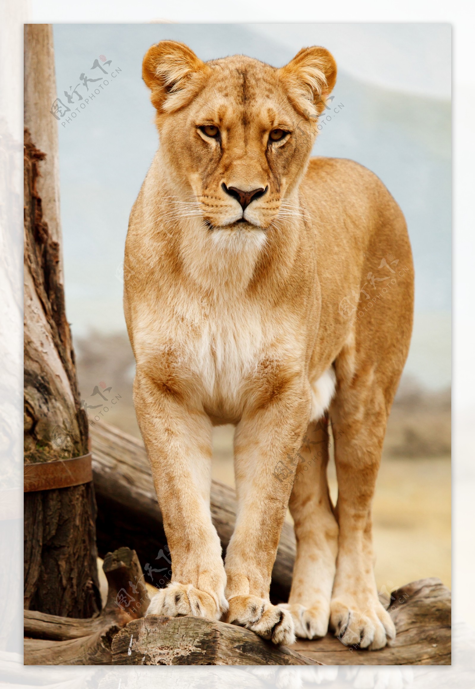 非洲母狮