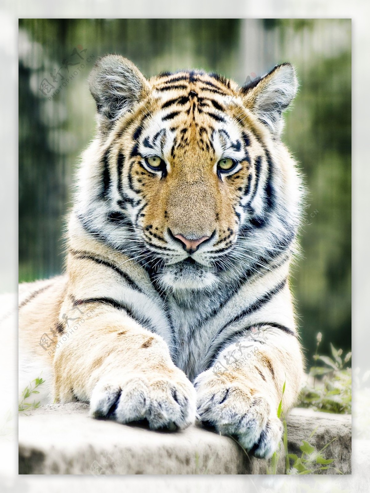 动物园西伯利亚虎