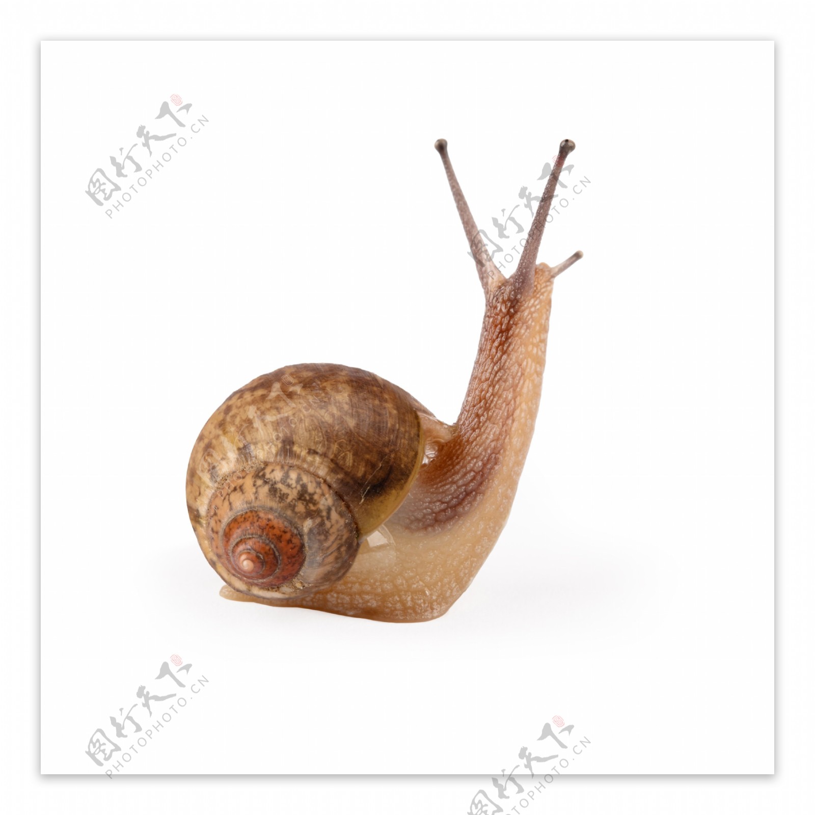 一只蜗牛