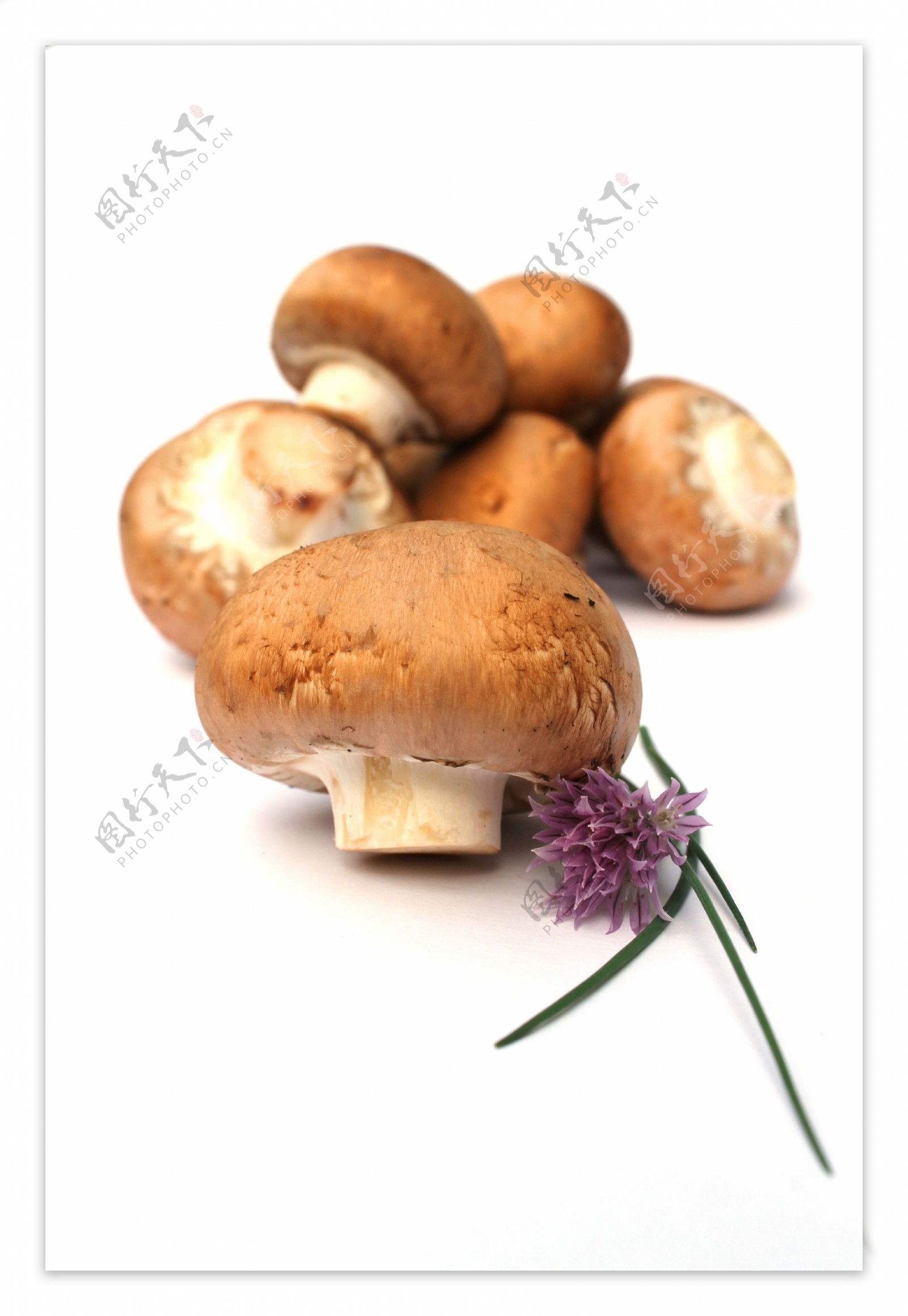 高清蘑菇摄影