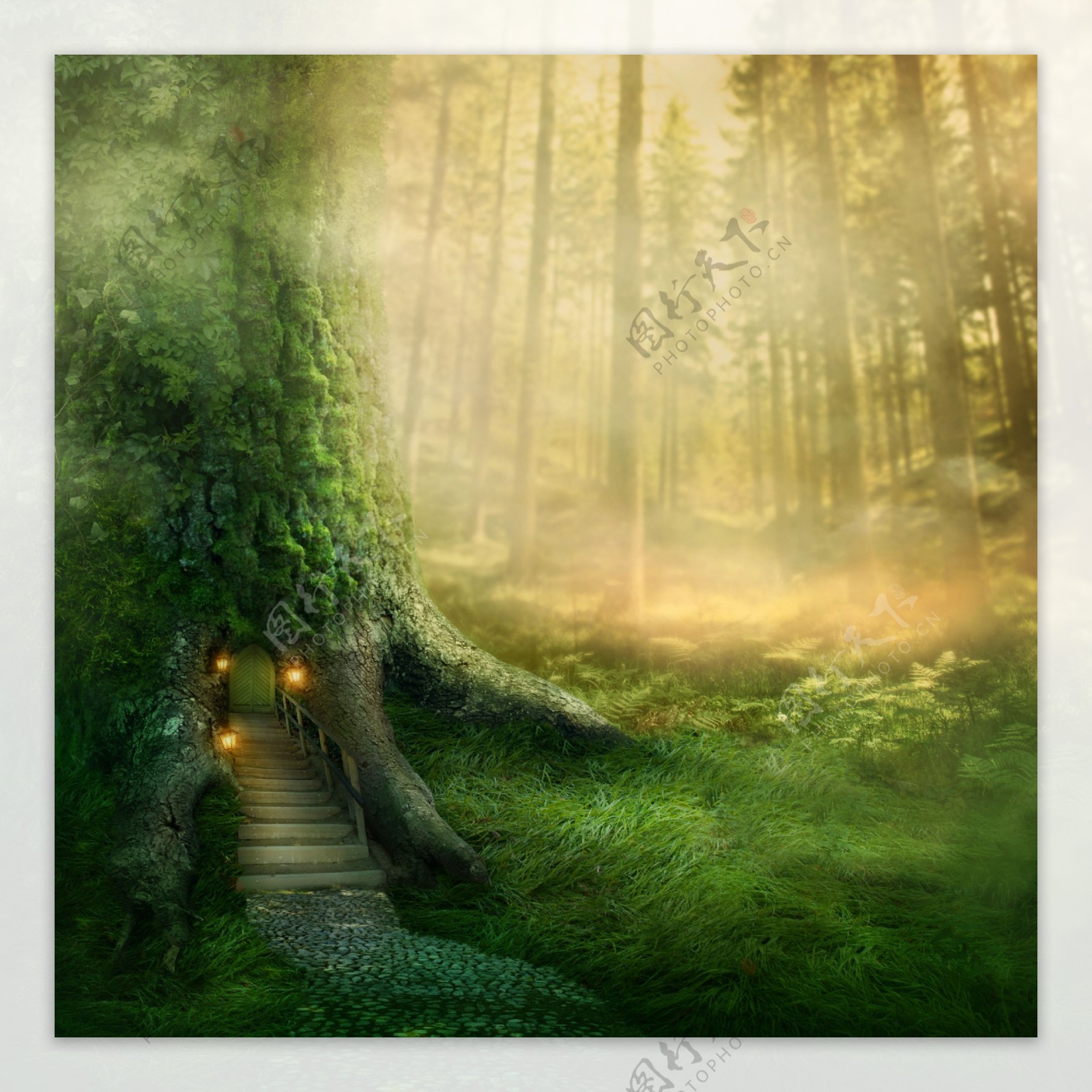 梦幻的森林图片