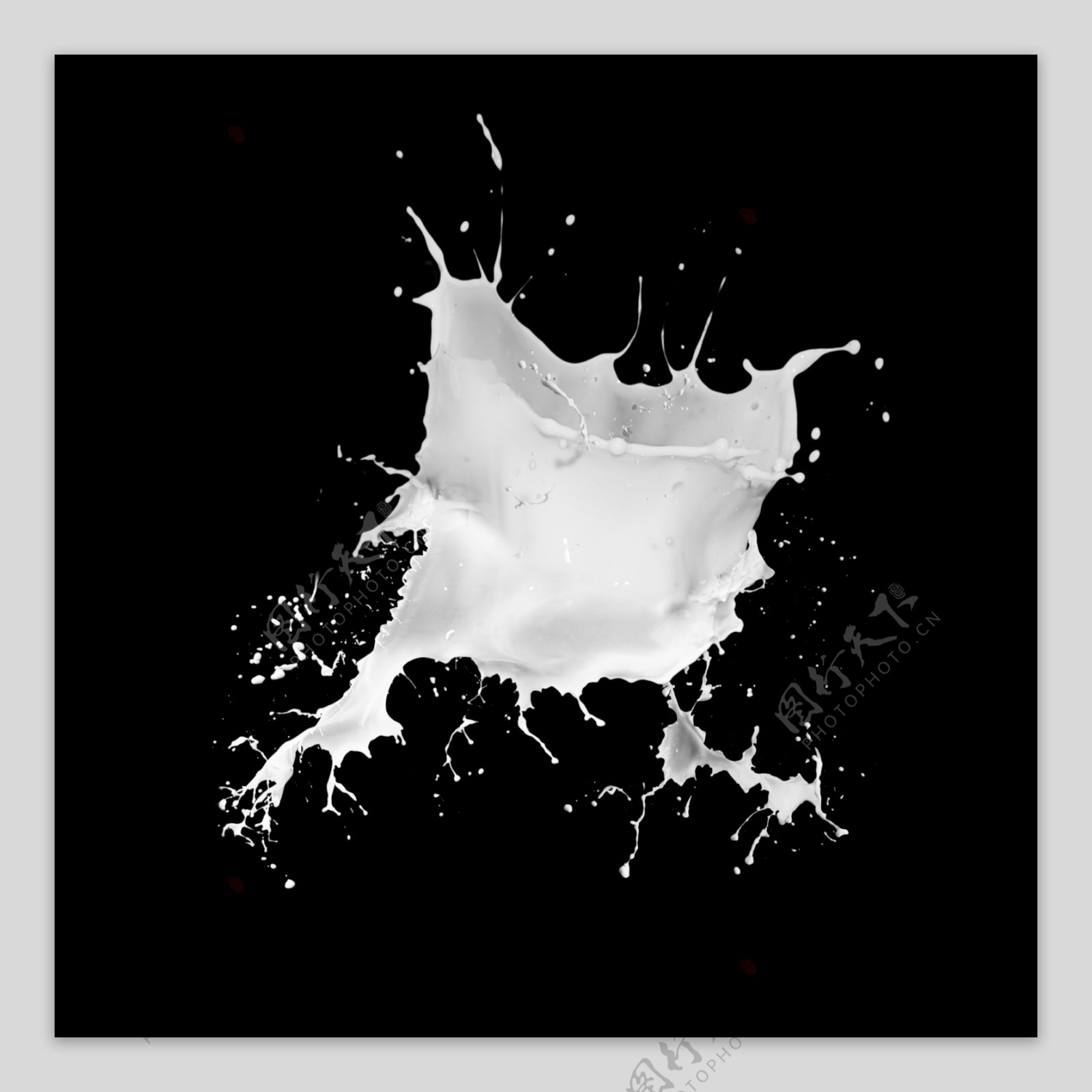 飞溅的白色牛奶奶花图片