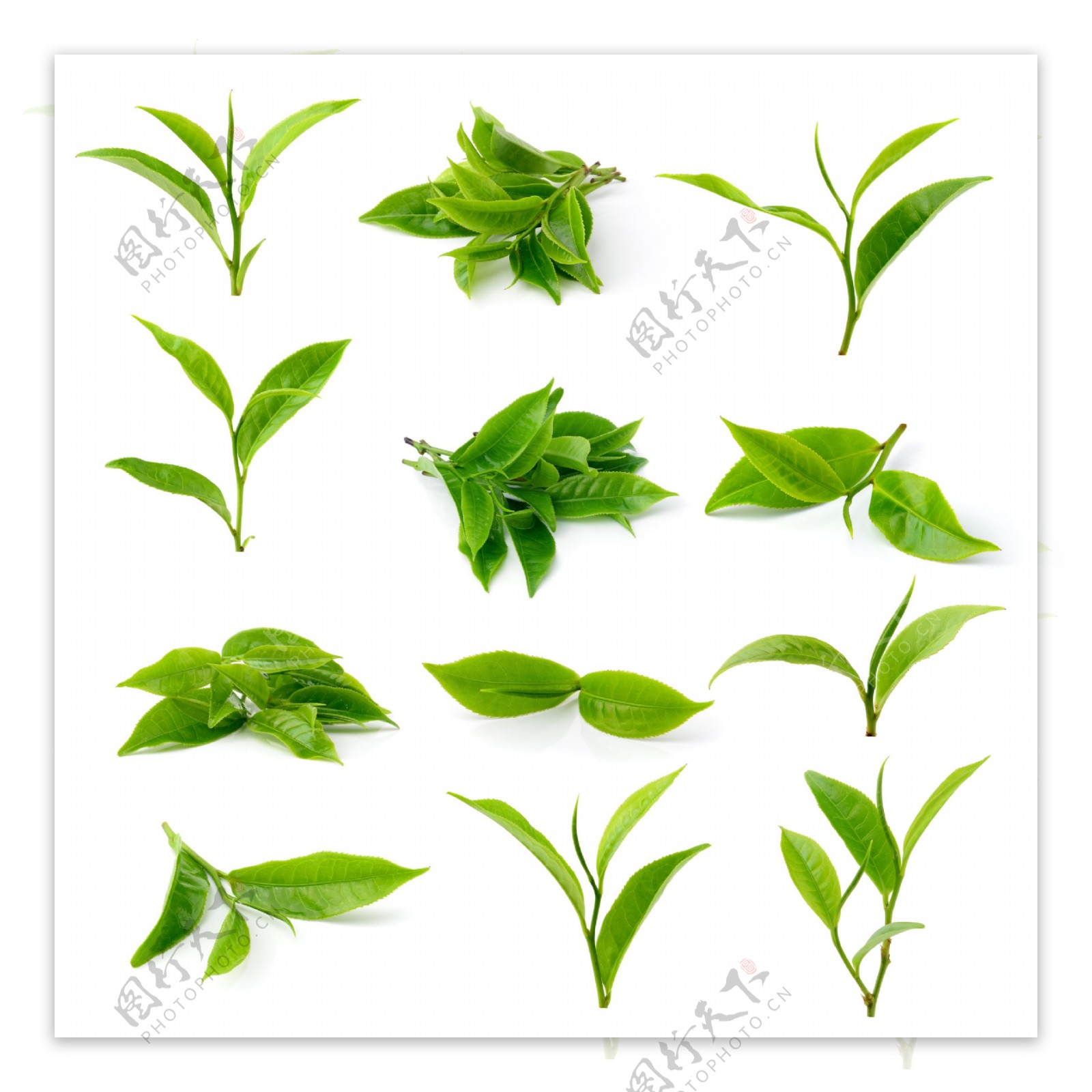 清新绿色茶叶图片
