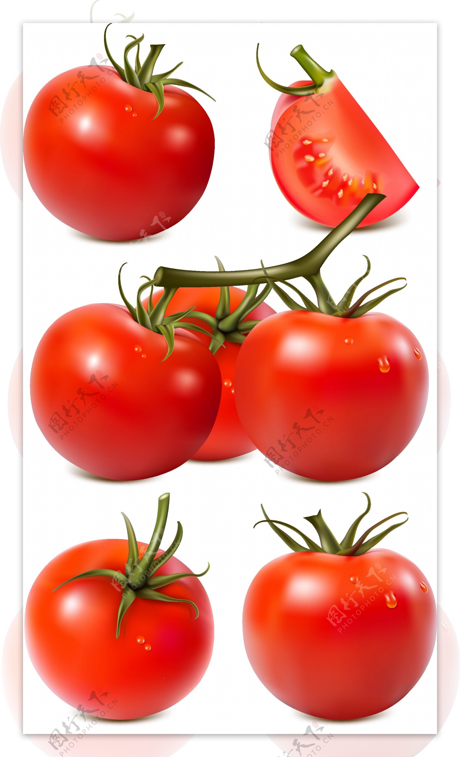 番茄矢量素材