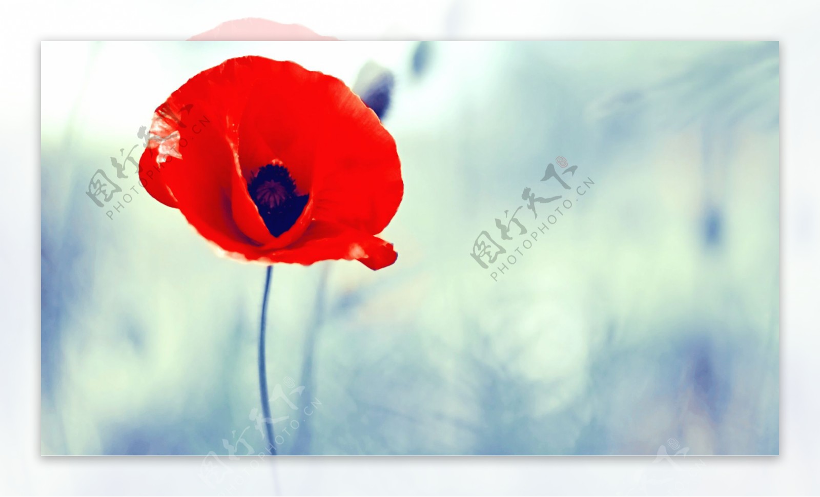 唯美红色罂粟花图片
